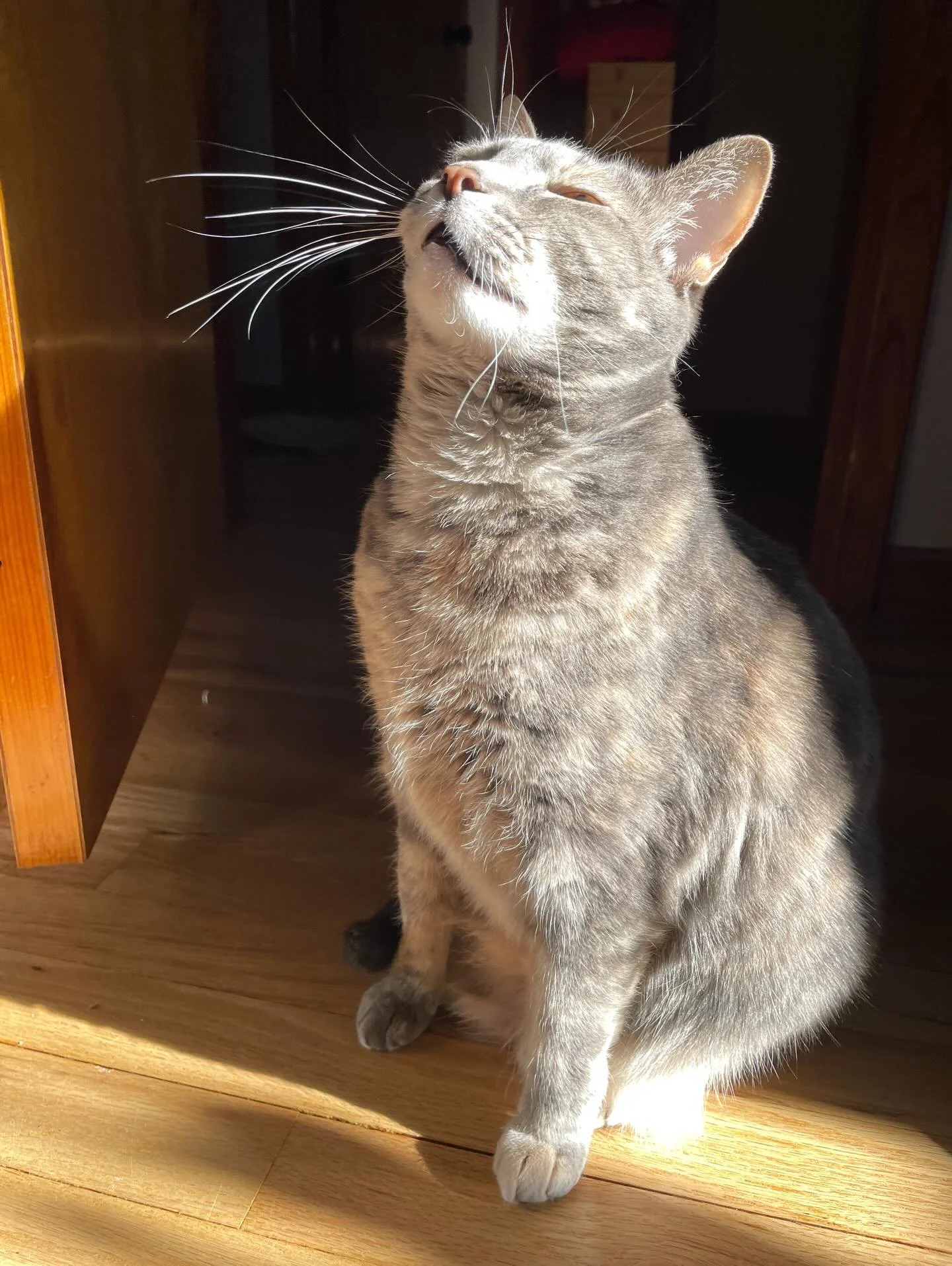 &ldquo;In the Light&rdquo; Holiday greetings from Hex! 
#catsinsunbeams #ledzeppelin