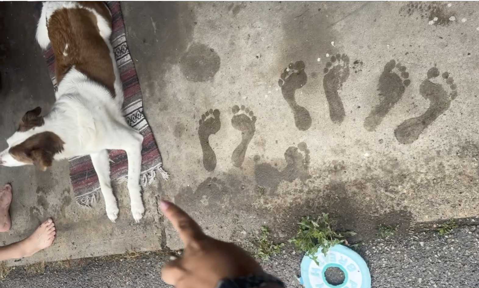 Large white dog looking to the right sitting on a blanket. Wet footprints in the concrete. Live event calligraphy engraver who travels worldwide for brand activations.