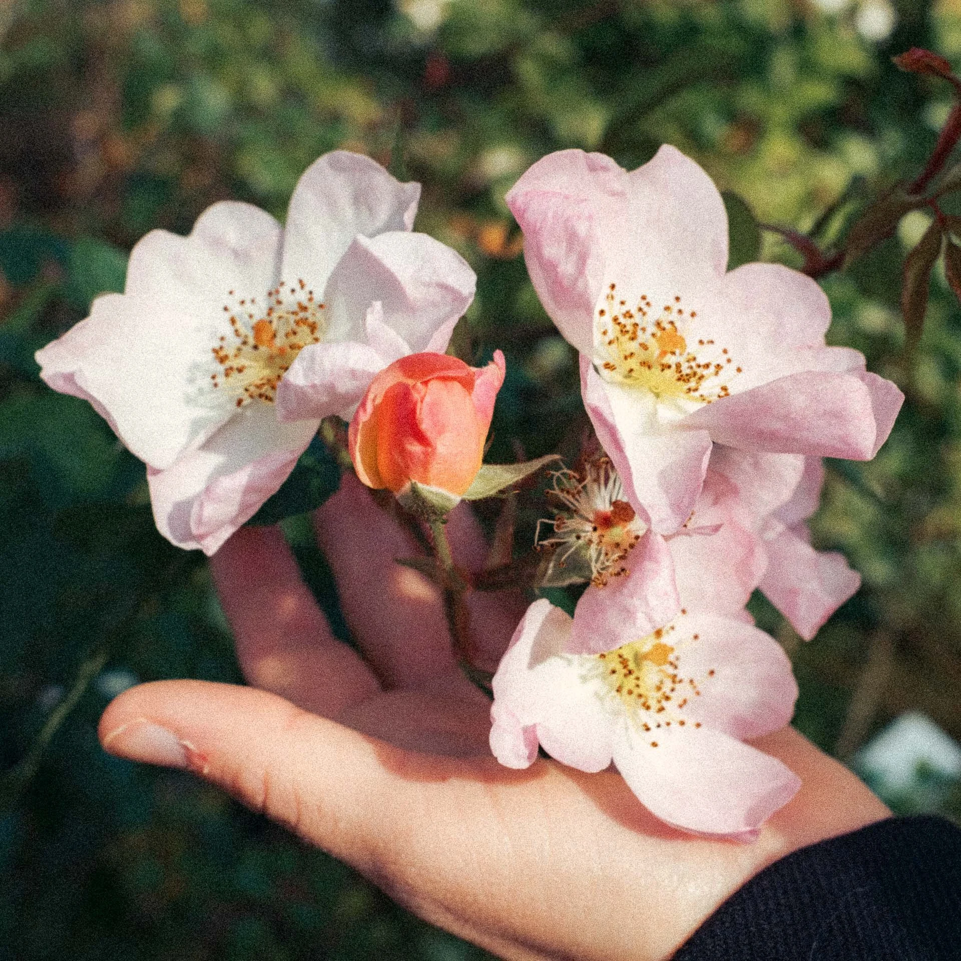 Fujicolor Crystal Archive type ii print paper