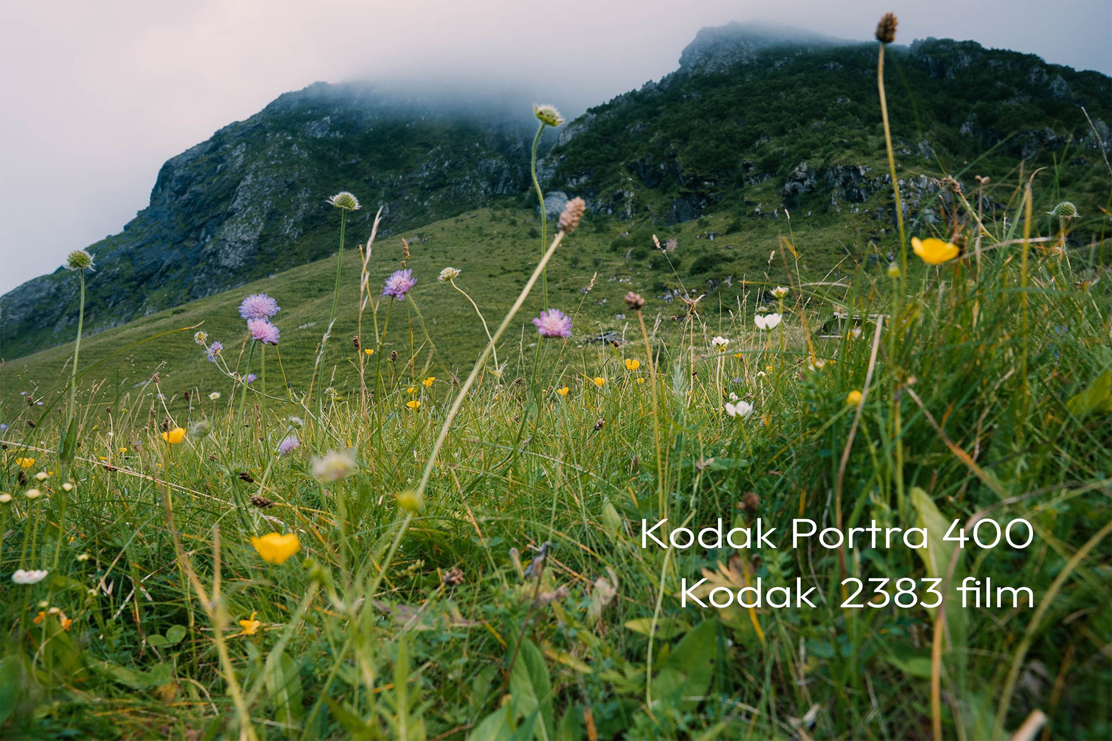 Kodak Portra 400 - Kodak 2383