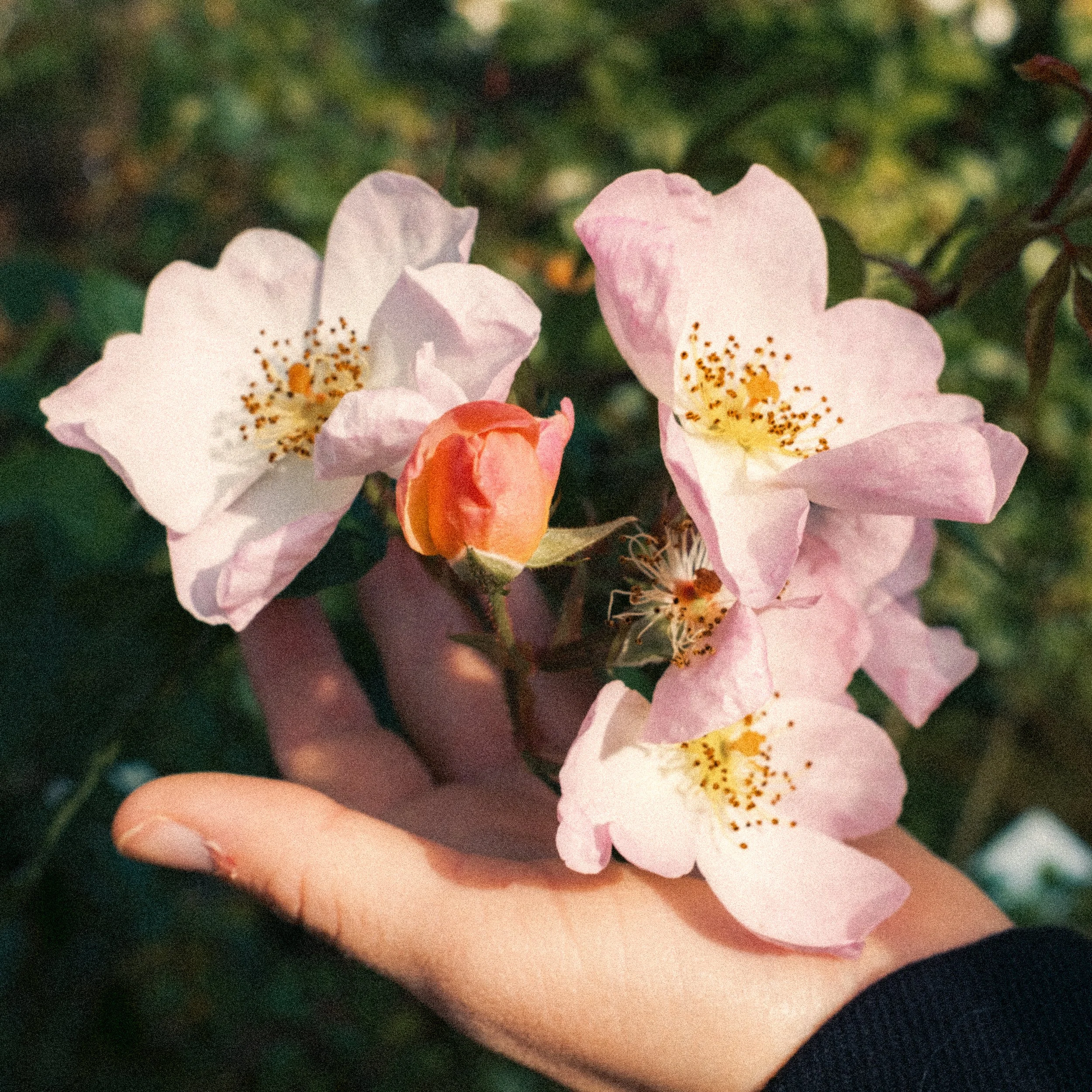 Kodak 2383 print film