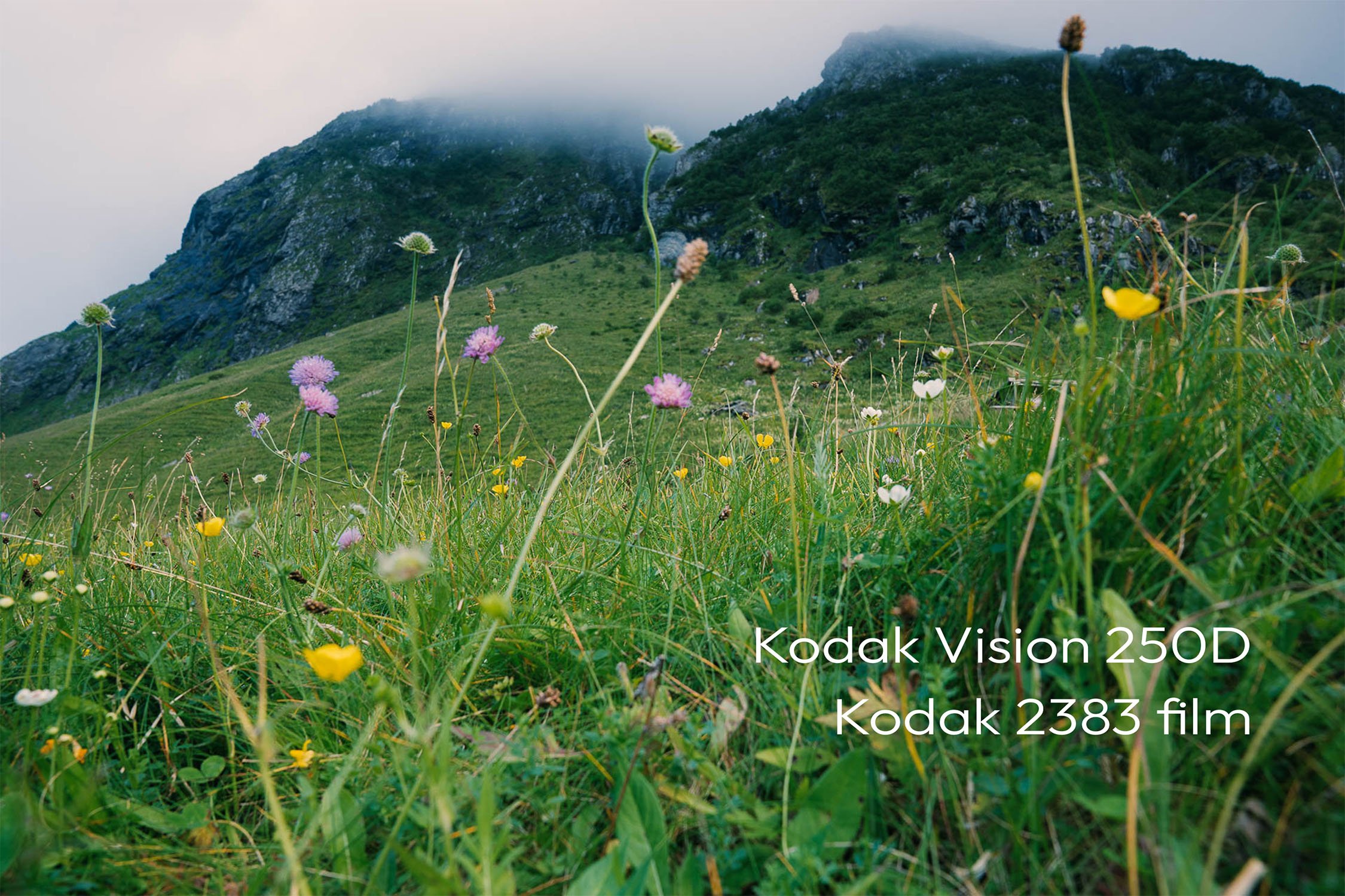 Kodak Vision 250D - Kodak 2383