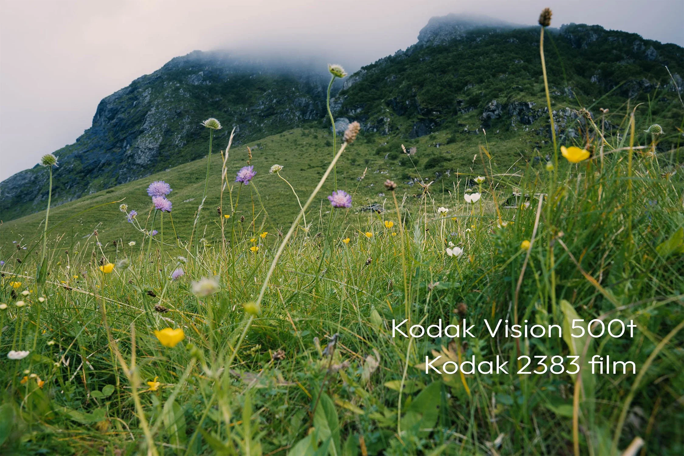 Kodak Vision 500t - Kodak 2383