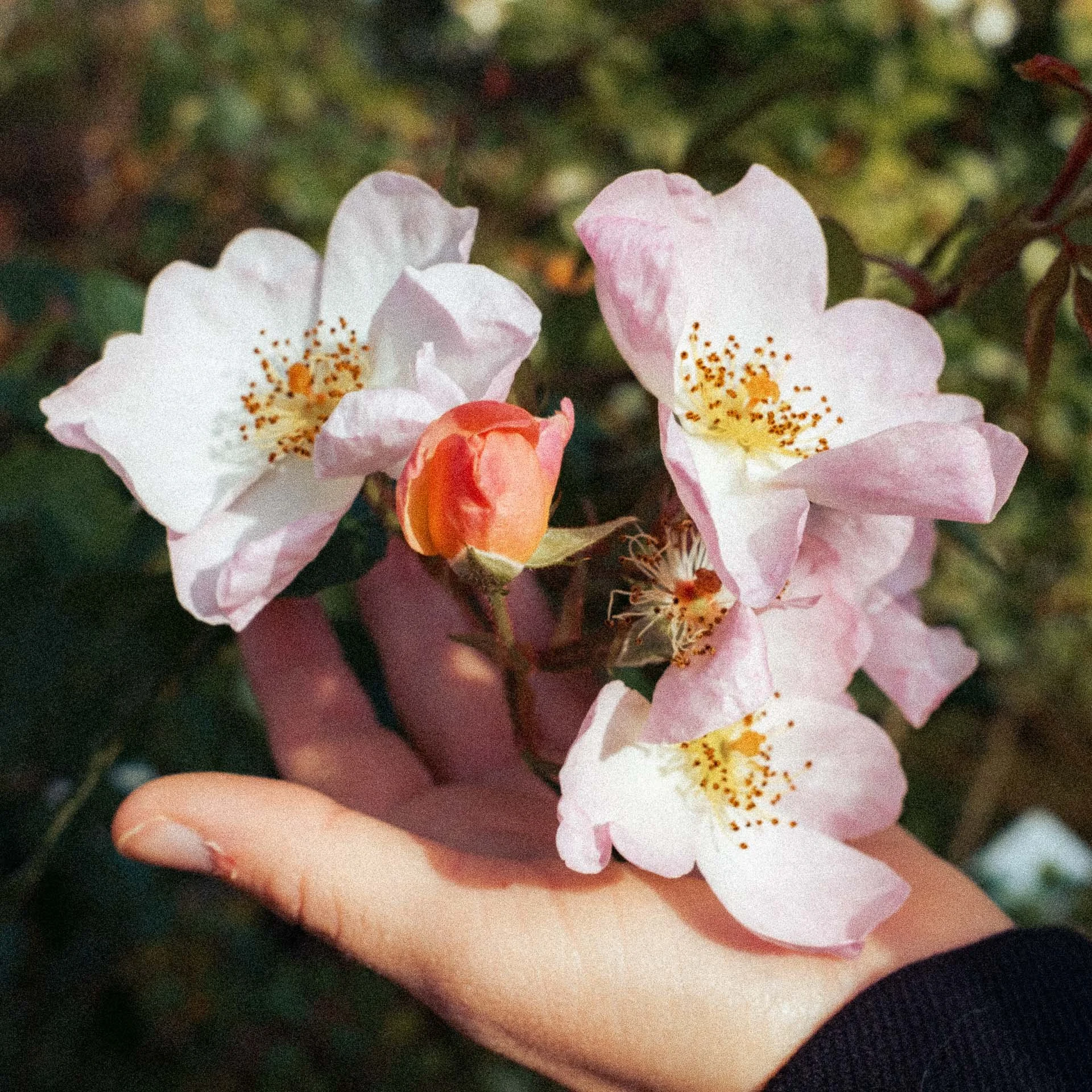 Kodak 2383 print film