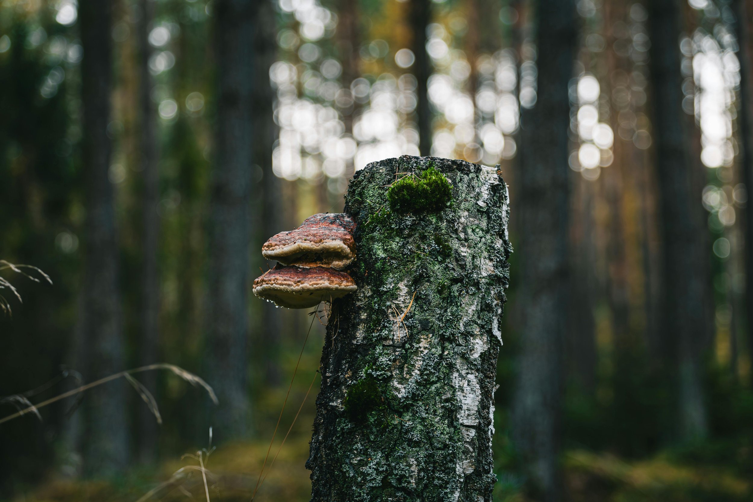 Pilz am Baum im Garten? Diese 3 gefährlichen Baumpilze können Bäume in Deutschland abtöten