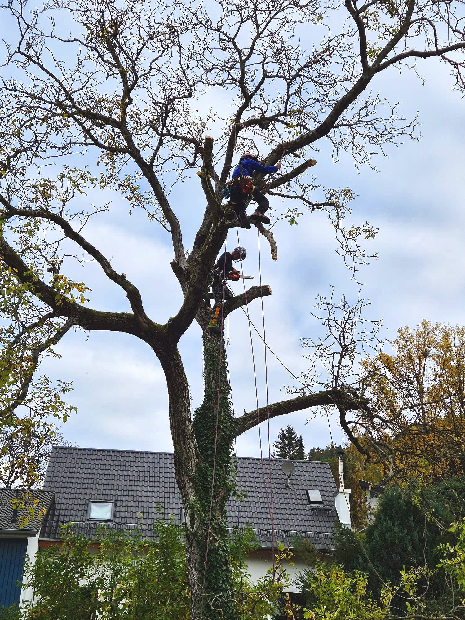Ein Mann sitzt in einem Baum, schneidet Äste ab und benutzt eine Kettensäge. Es ist bewölkter Himmel, und im Hintergrund sind Häuser mit Ziegeldächern zu sehen.