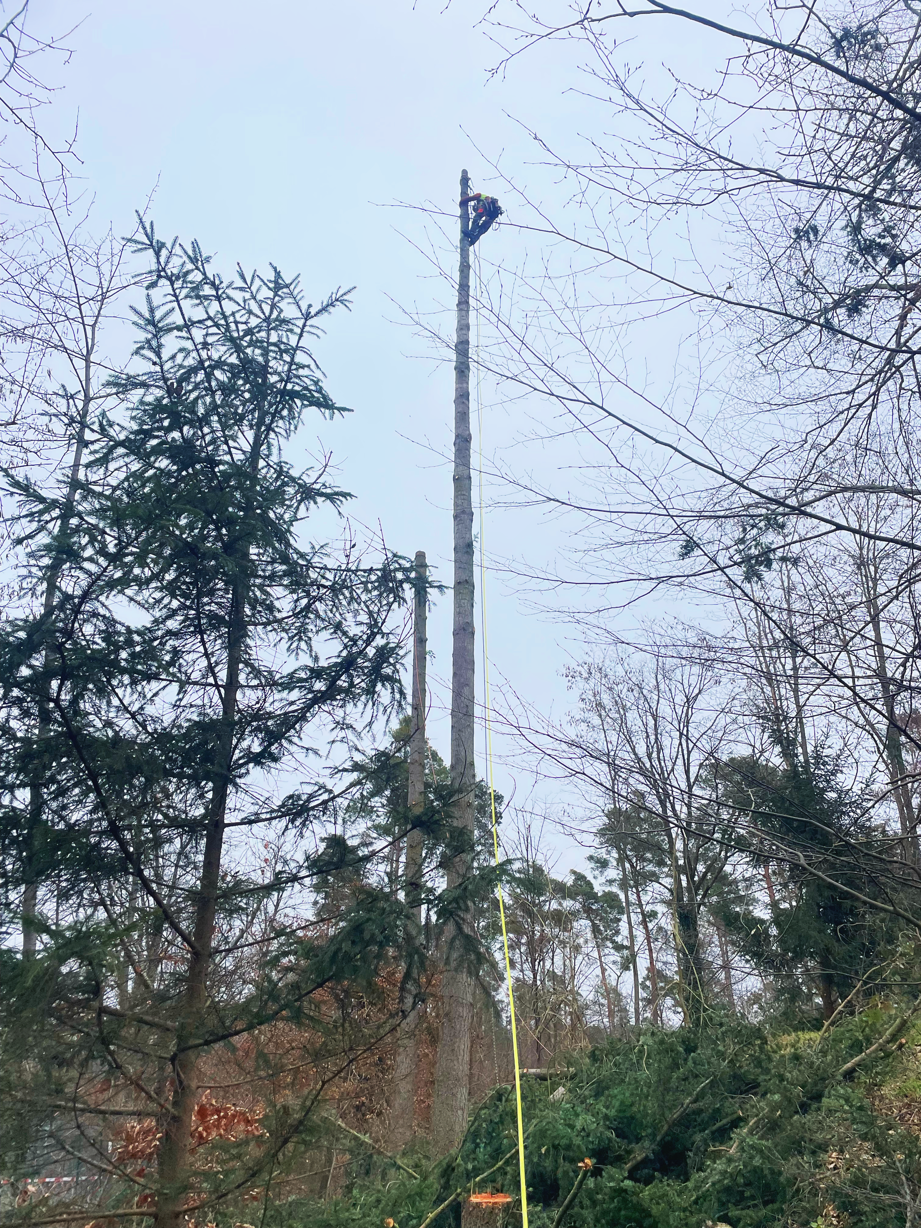 Ein Baumarbeiter sitzt auf einem hohen Baum in einem Wald, während er mit Sicherheitsausrüstung arbeitet. Es ist ein bewölkter Tag, und der Baum ist von anderen Bäumen umgeben.
