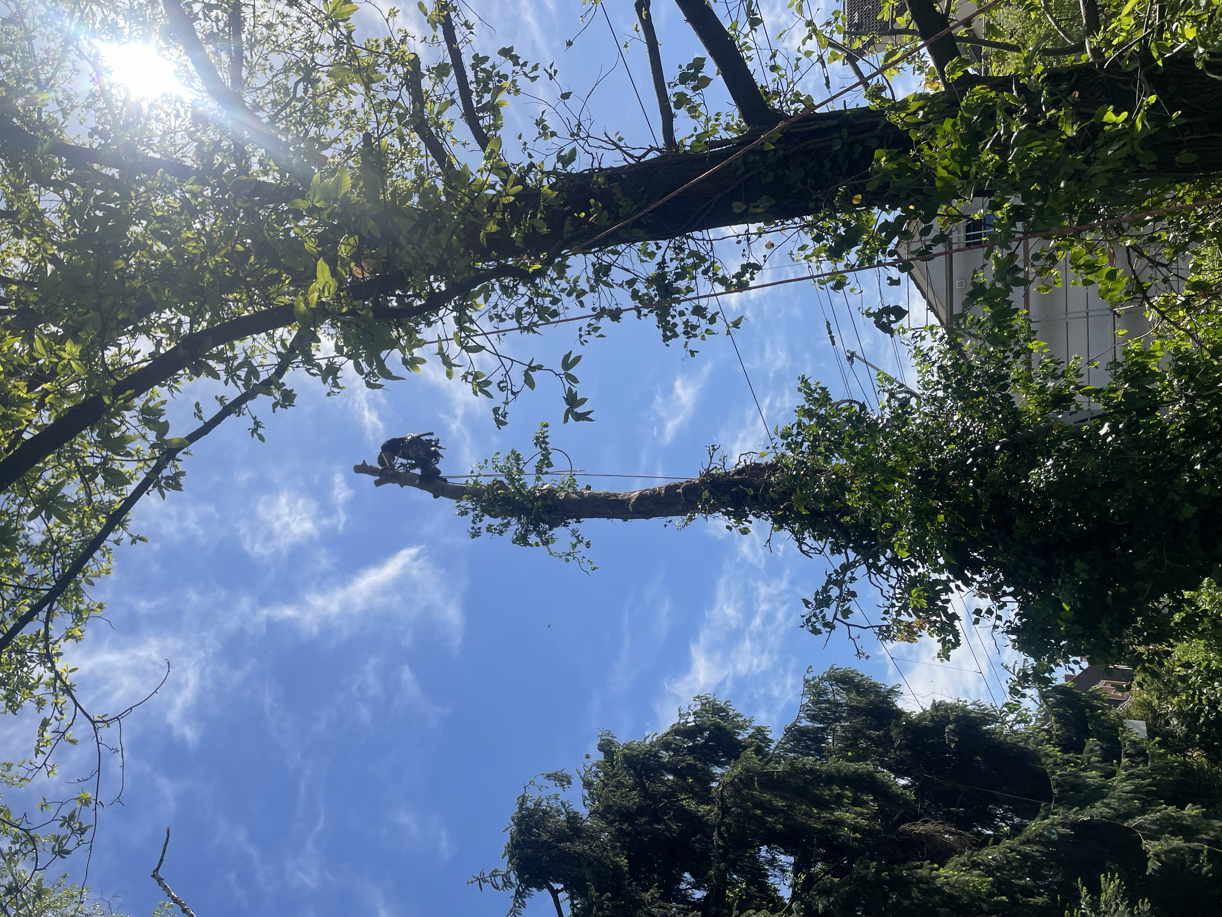Ein Baum wird beschnitten, während die Sonne durch die Blätter scheint, bei sonnigem Himmel und einigen Gebäuden im Hintergrund.