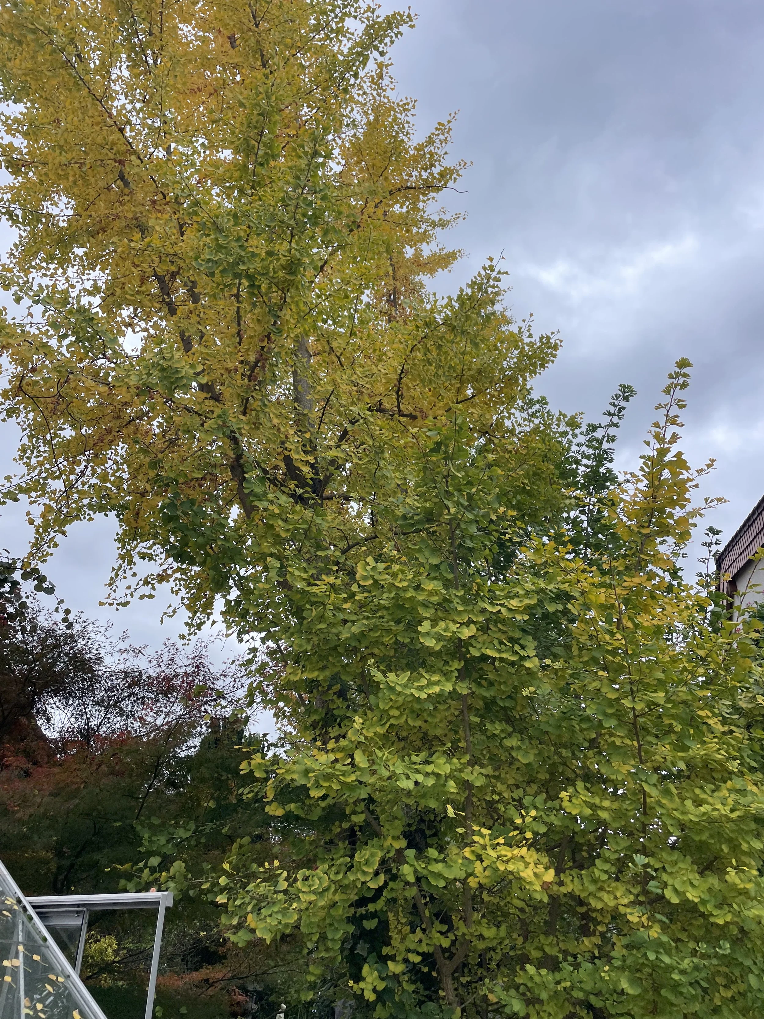 Fällung von Ginkgo-Biloba-Bäumen