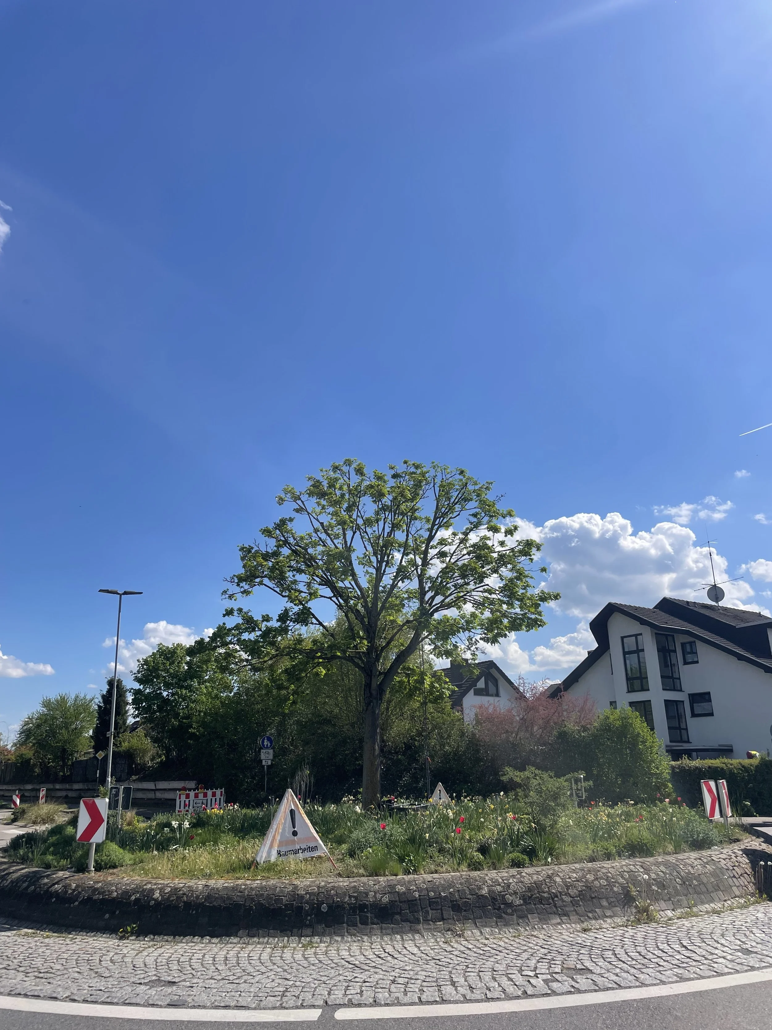 Kroneneinkürzung – Acer pseudoplatanus (Bergahorn): Heidelberg