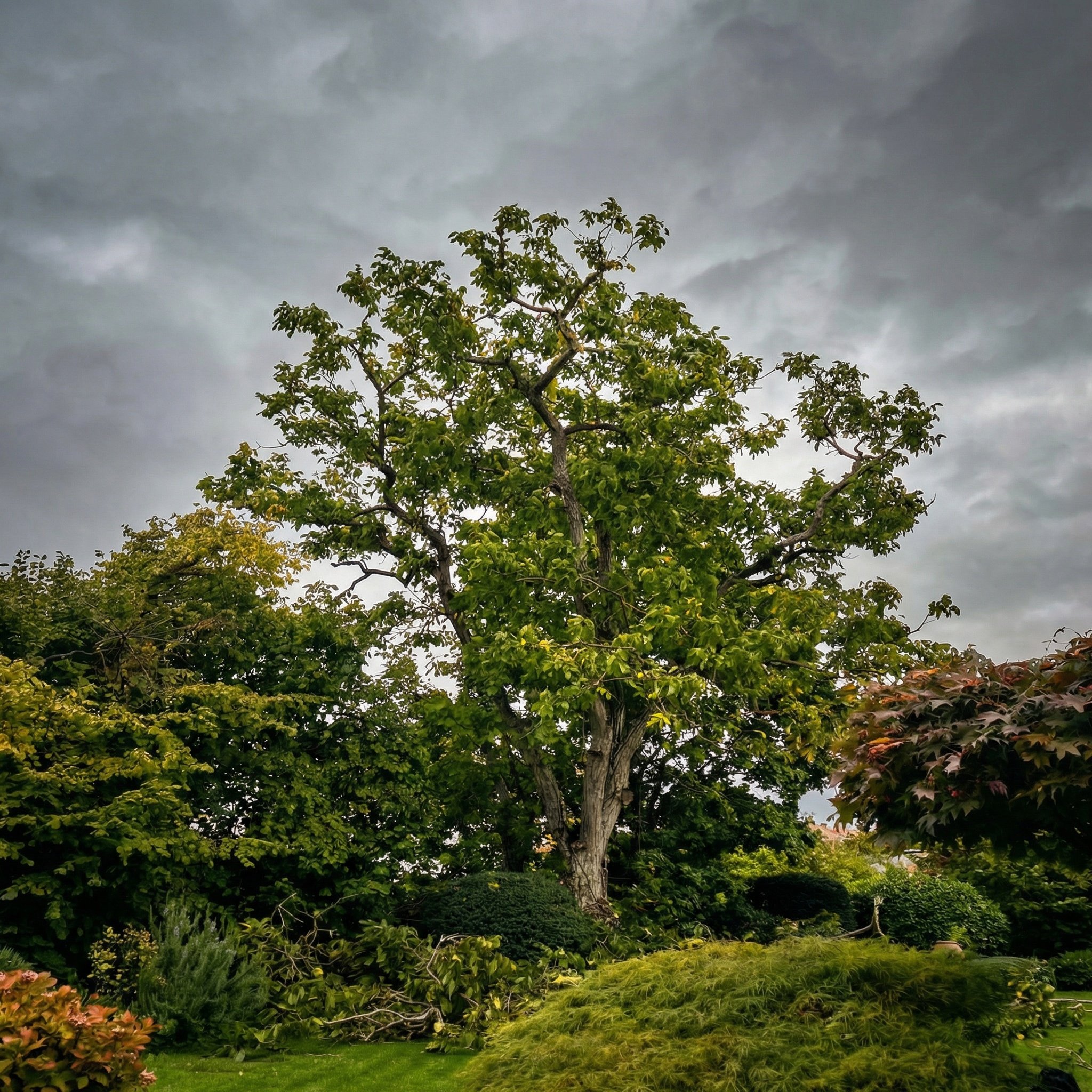 Ein großer Baum mit grünen Blättern steht im Garten unter einem dunklen, wolkenbedeckten Himmel.