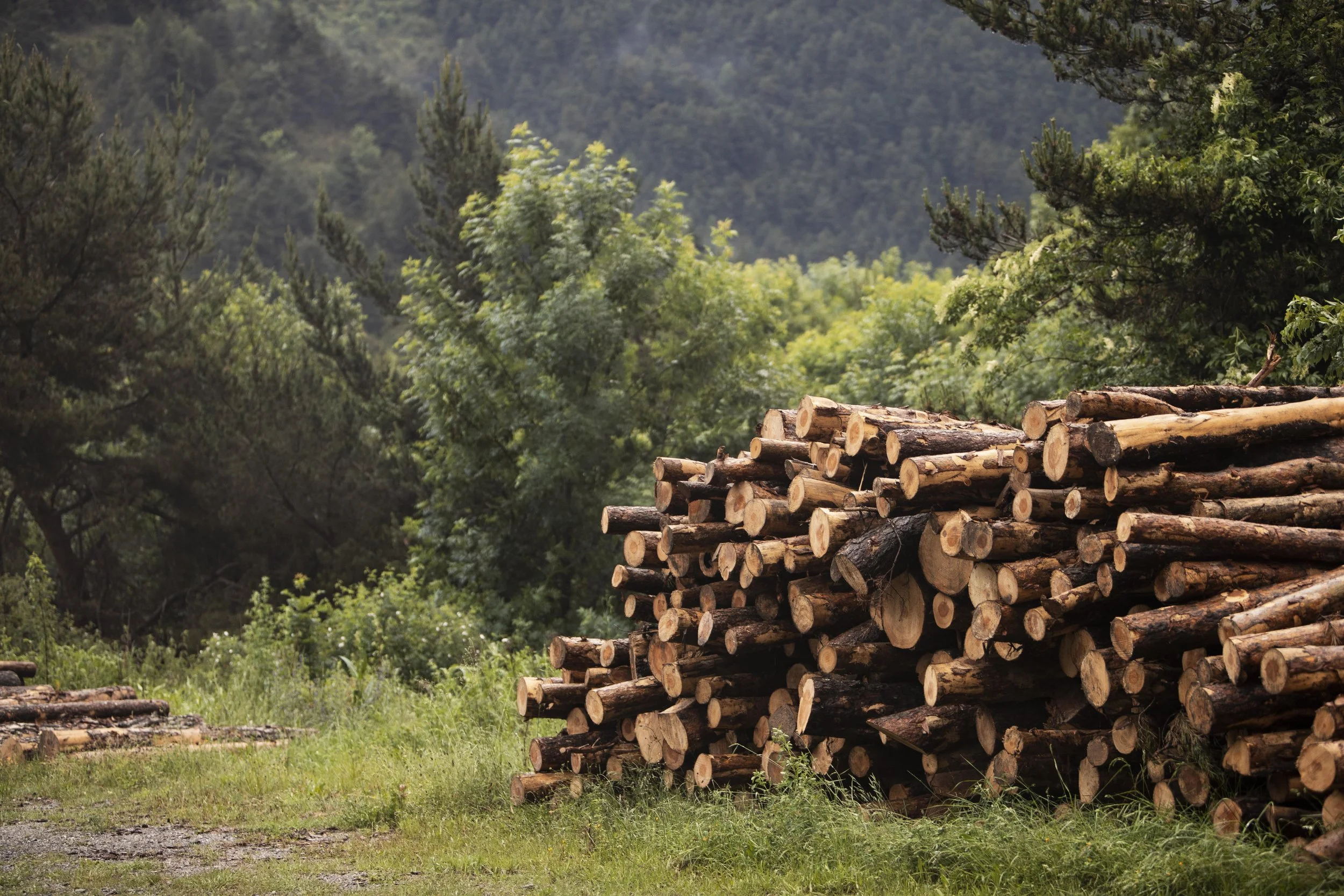 Haufen gelagerter Holzstämme in einer Waldumgebung mit grünen Bäumen im Hintergrund.