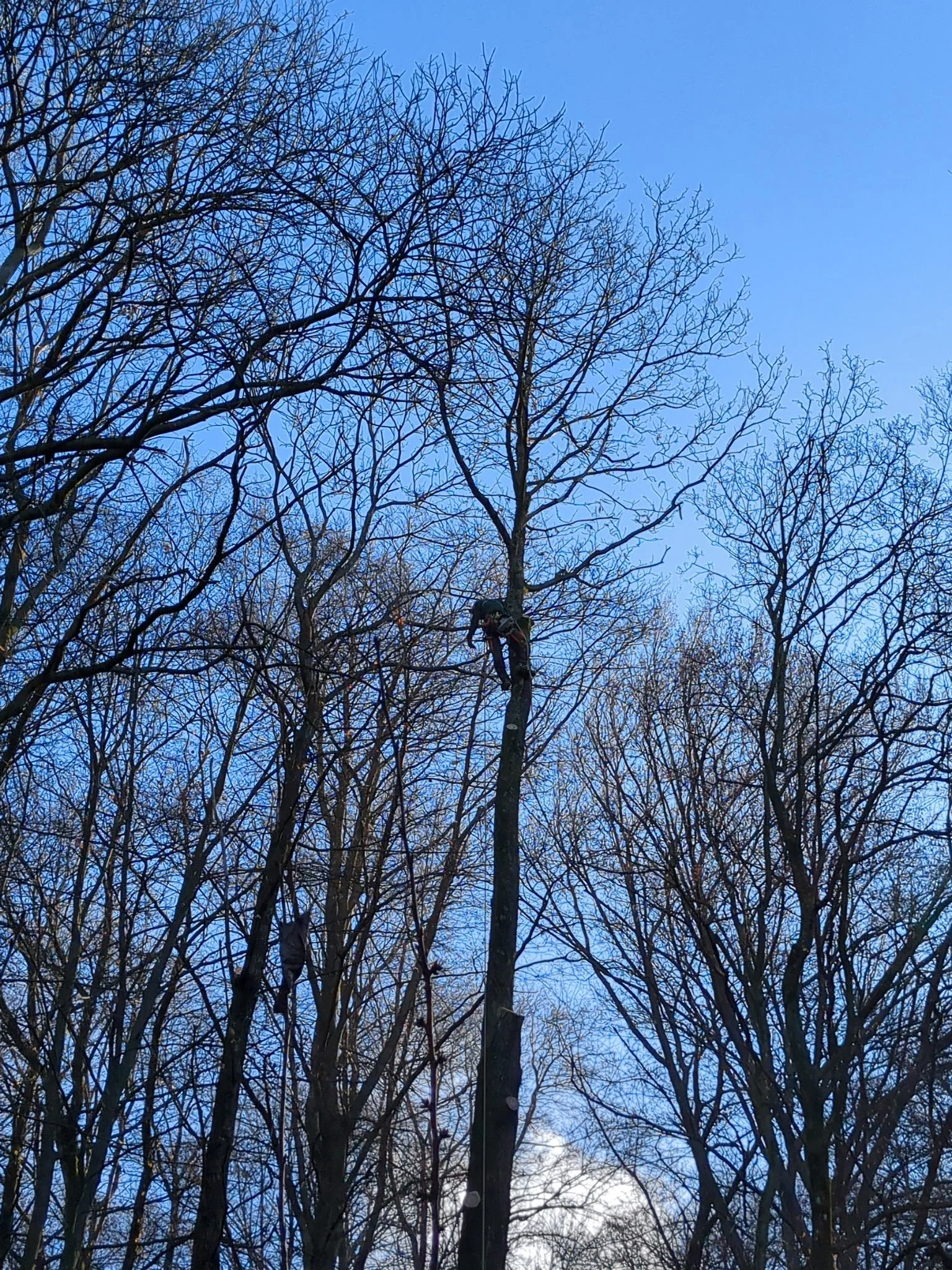 Ein Baumarbeiter arbeitet an einem Baum in einem Wald mit vielen dürren Ästen bei klarem blauen Himmel.
