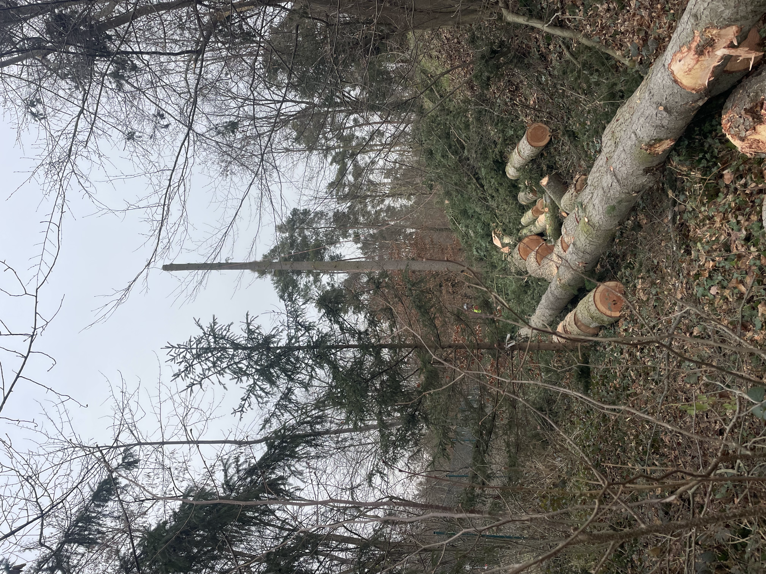 Gefällte Baumstämme liegen im Wald, umgeben von Ästen und Laub, im Hintergrund sind Bäume und ein bewölkter Himmel.