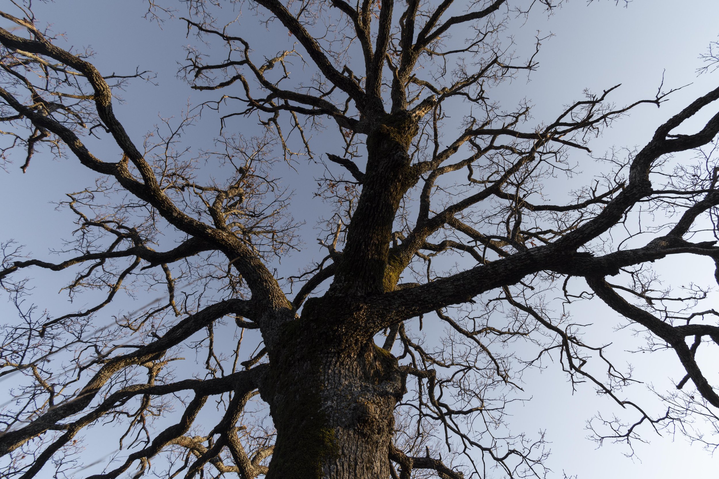 Blick nach oben auf einen großen Baum mit verzweigten, kahlen Ästen gegen einen klaren blauen Himmel.