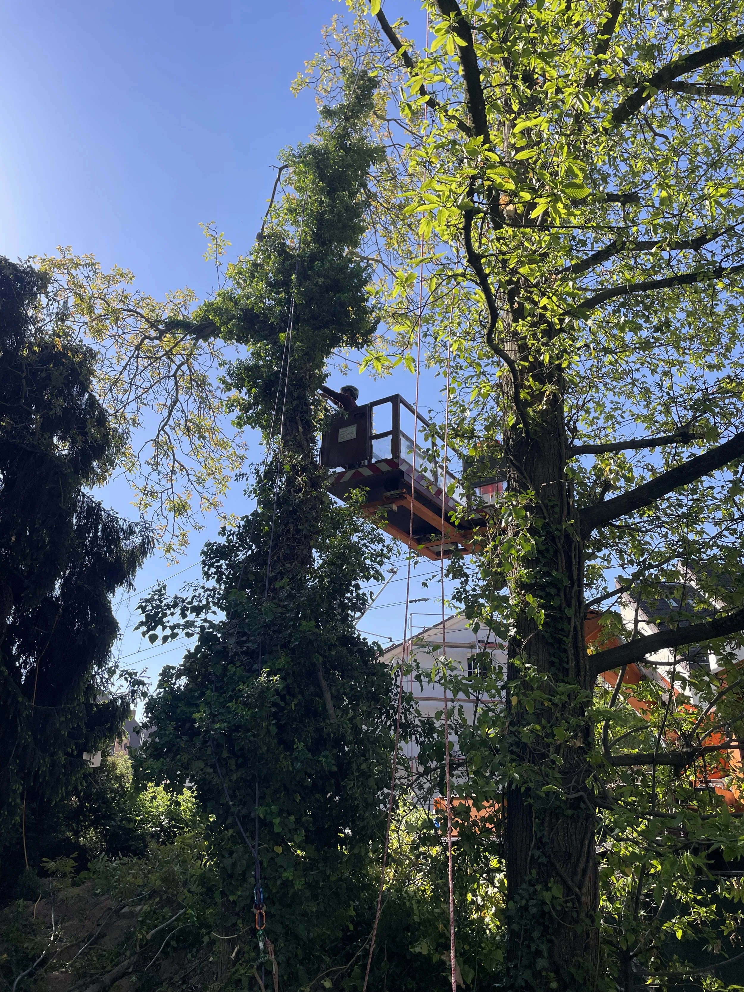 Ein Baum, an dem ein Arbeiter auf einer Hebebühne mit Kletterausrüstung arbeitet. Die Szenerie ist sonnig und es gibt andere Bäume und ein Gebäude im Hintergrund.