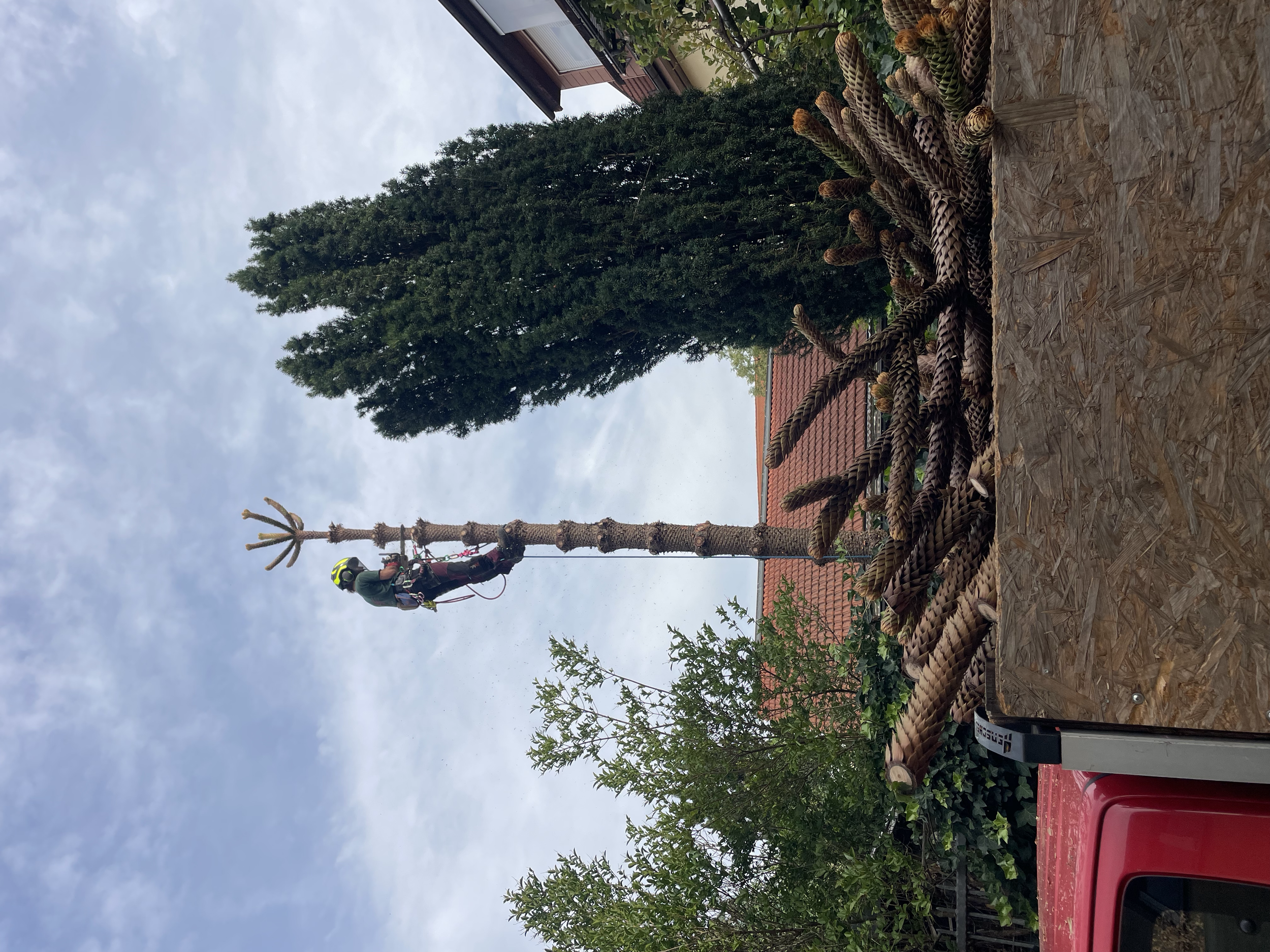 Ein Arbeiter beim Baumfällprozess, der einen hohen Baum mit einem Kettensäge schneidet. Der Baum befindet sich in einem Garten mit mehreren anderen Bäumen und einem Haus mit roten Ziegeln im Hintergrund.