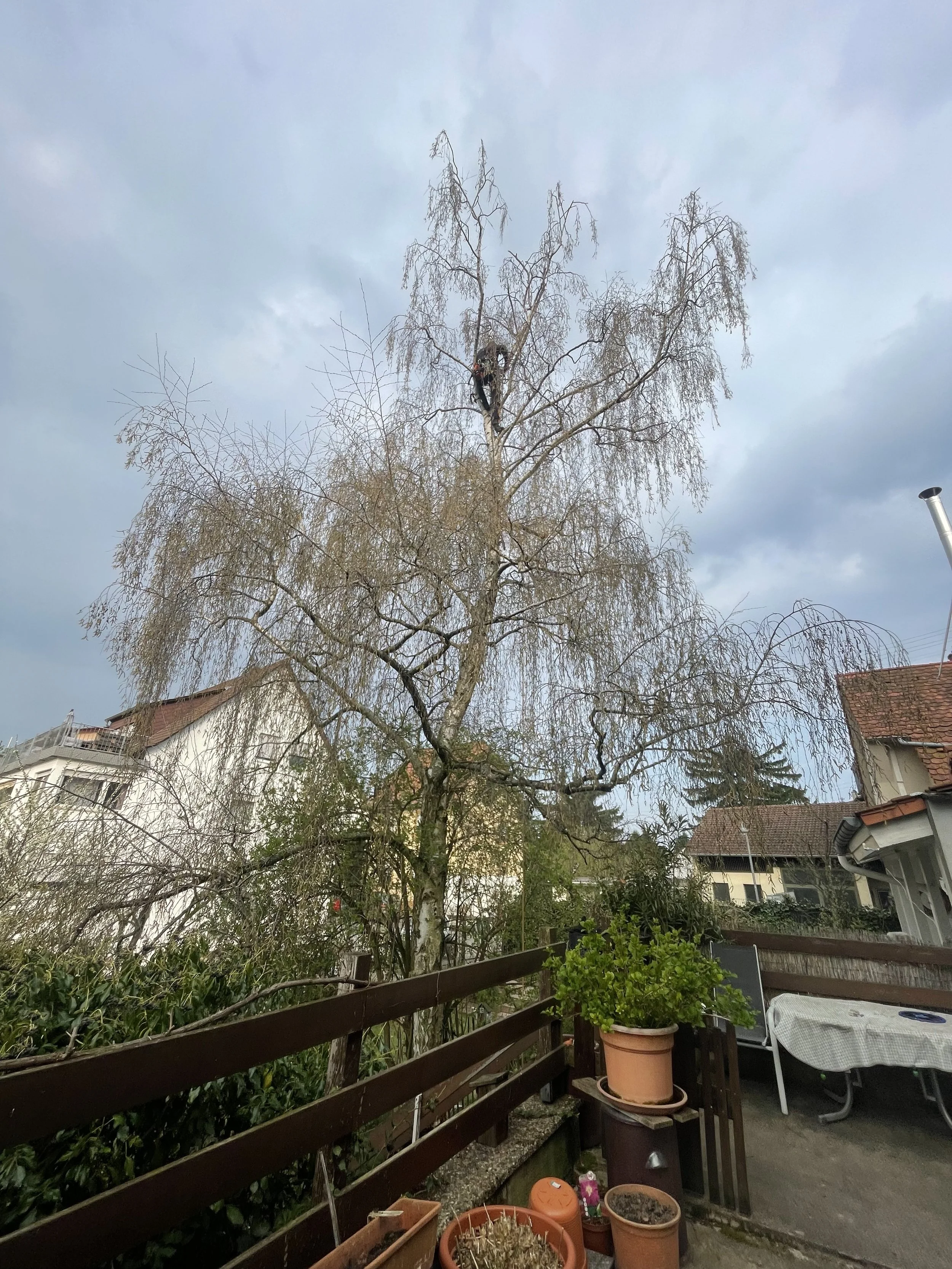 Kronenreduktion einer Silberbirke und Totholzentfernung: Dossenheim