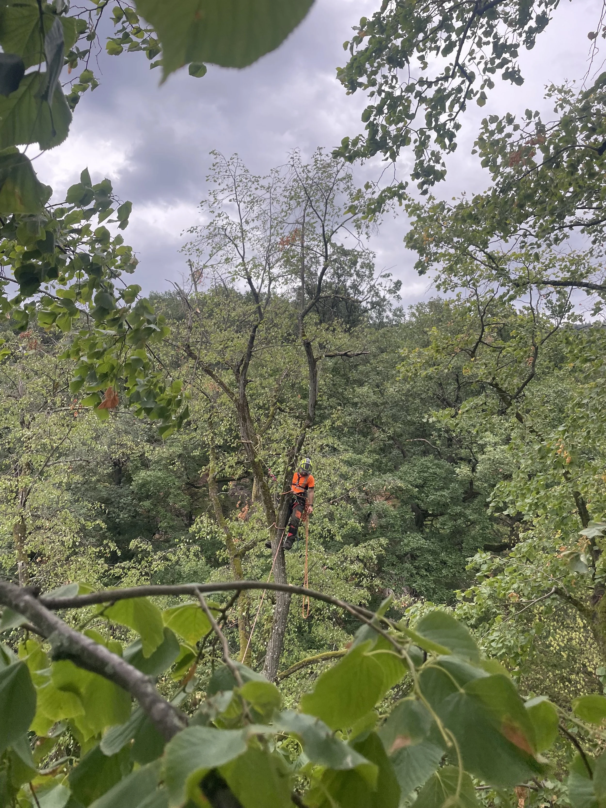 Auf einem Baum in einem Wald steht eine Person mit Sicherheitsausrüstung, inklusive Helm und Gurt, die anscheinend einen Baumkletterkurs oder eine Baumkletterarbeit macht. Der Himmel ist bewölkt.