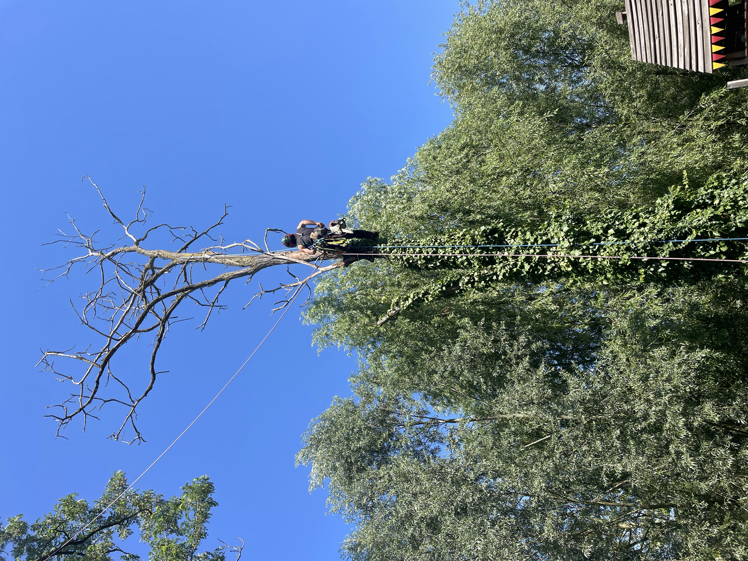 Ein Kletterer mit Helm und Sicherung klettert an einem Baum, der großen Teil seiner Äste ist tot und kahl, während die unteren Äste noch grün sind. Im Hintergrund ist ein blauer Himmel zu sehen.