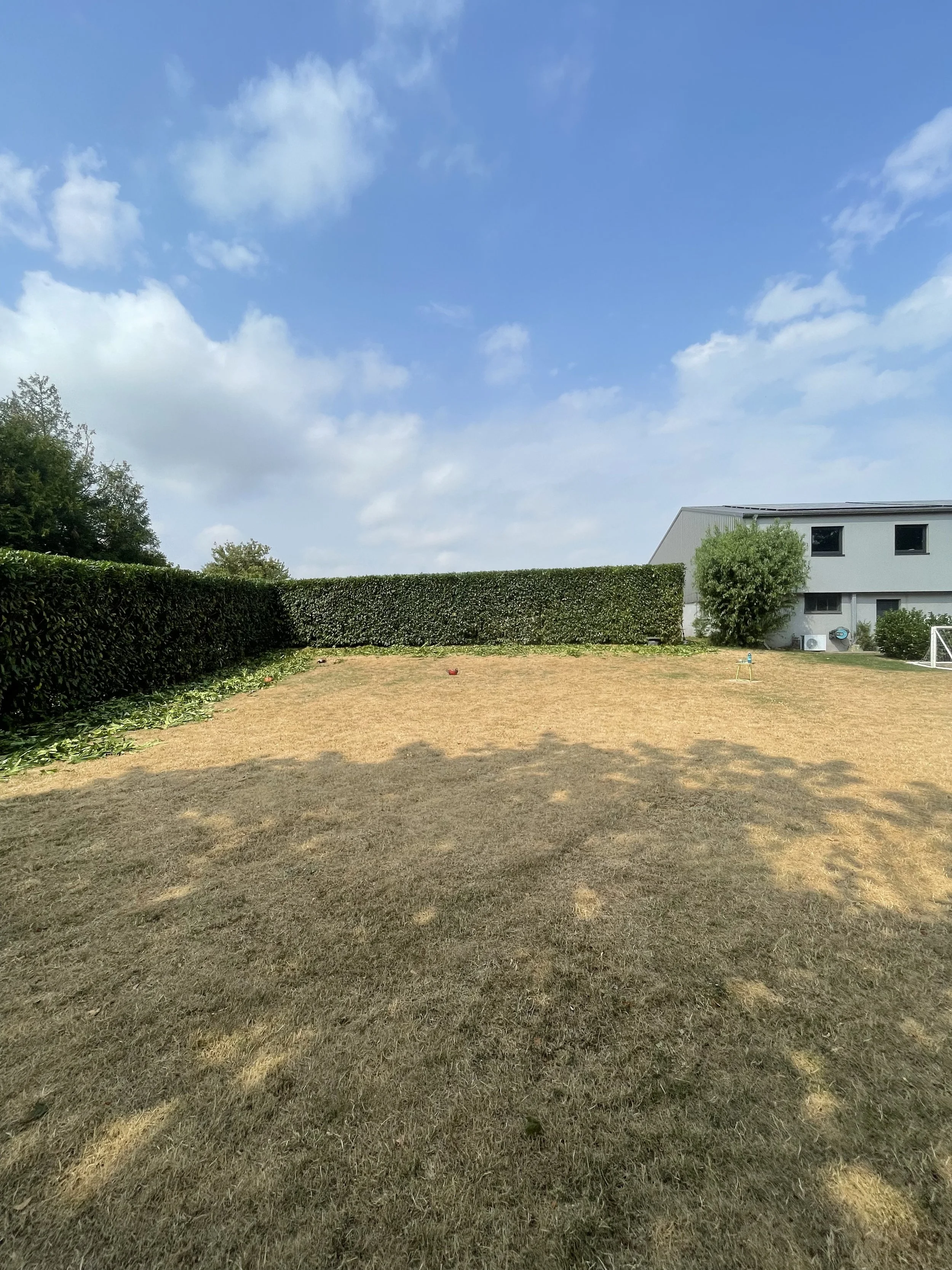 Professioneller Rückschnitt und Formschnitt einer Portugiesischen Lorbeerkirschenhecke.