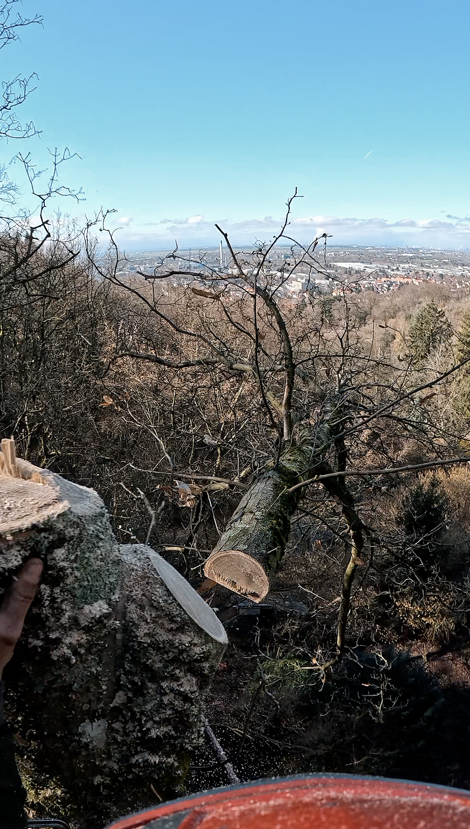 Ein Baum wurde gefällt, liegt quer auf einem Hügel, mit einer Stadt im Hintergrund bei klarem Himmel.