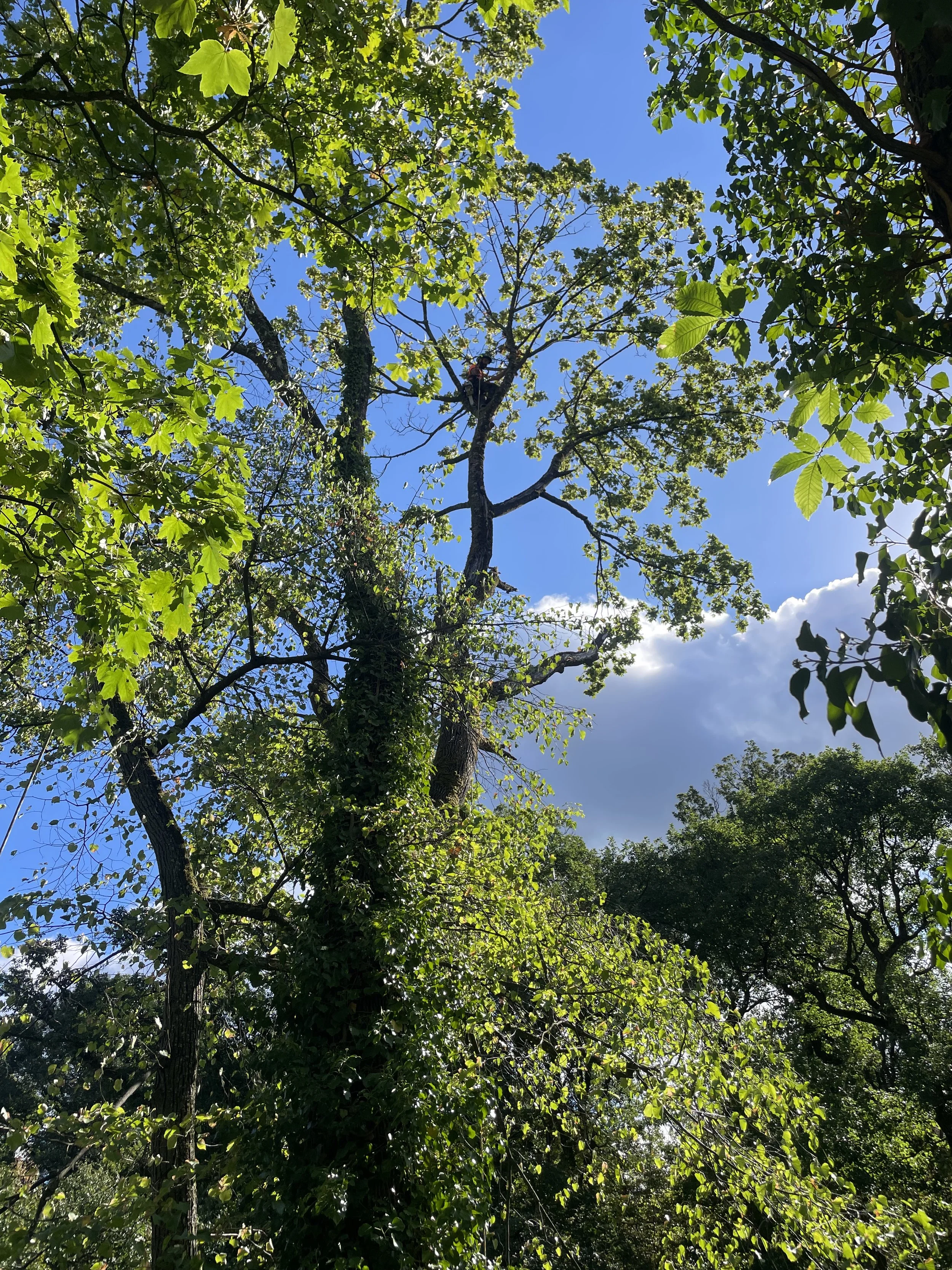 Blick nach oben auf einen Baum mit grünen Blättern und strahlend blauem Himmel, einige Wolken sind sichtbar.