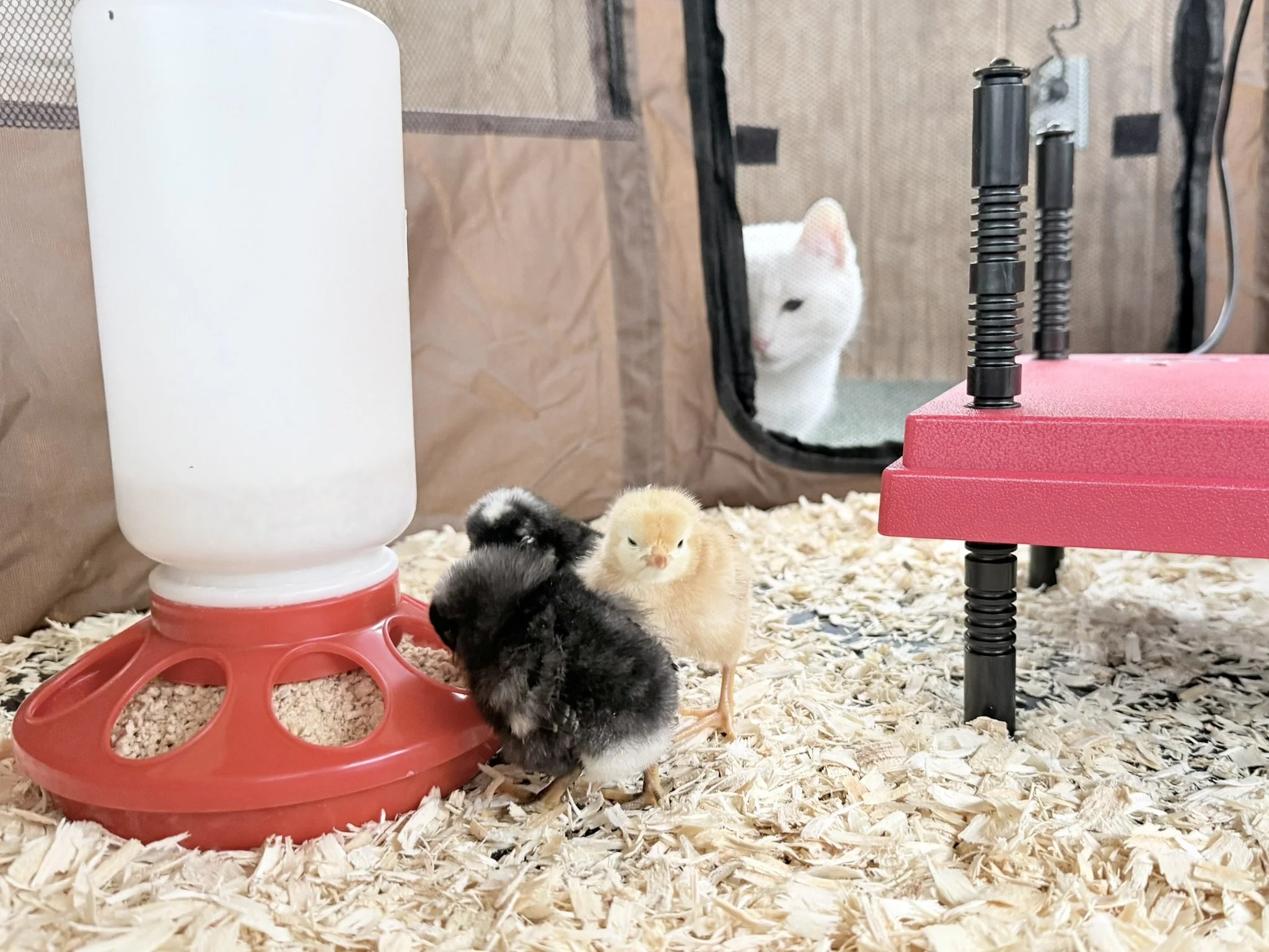 Chickie Coven