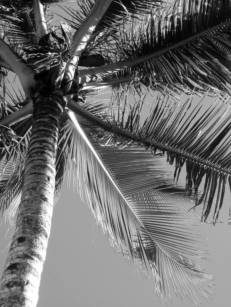 237edf1b99ded0498742716f7a1a5b47--les-palmiers-street-photo.jpg