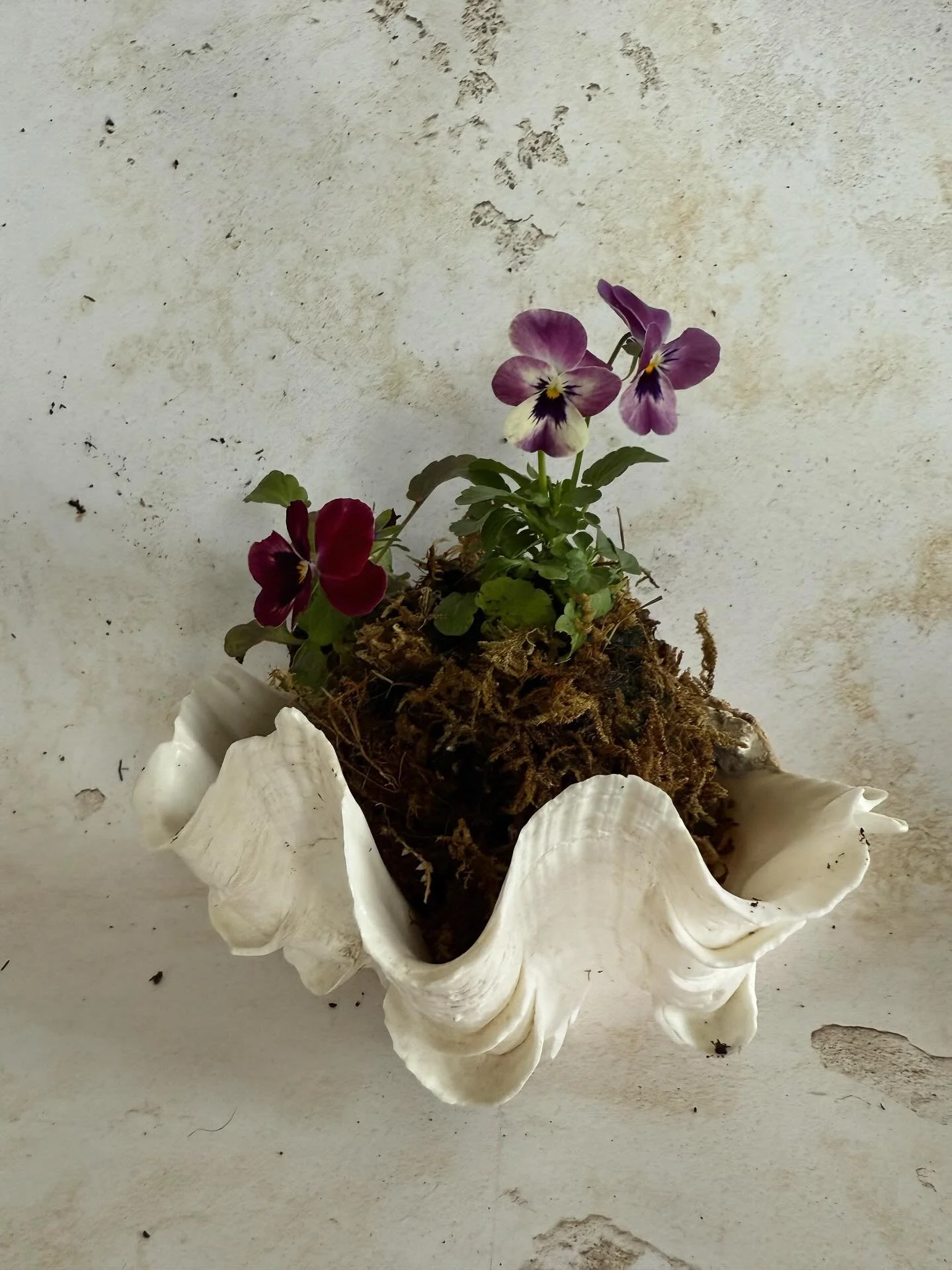 THE PRAIRIE EDIT &lsquo;KOKEDAMA KIT&rsquo;! 
Christmas &amp; winter decorations - plastic &amp; single use-free! Beautiful | sustainable | natural 

Kokedama is a Japanese art form that involves growing a plant in a ball of soil covered with moss an