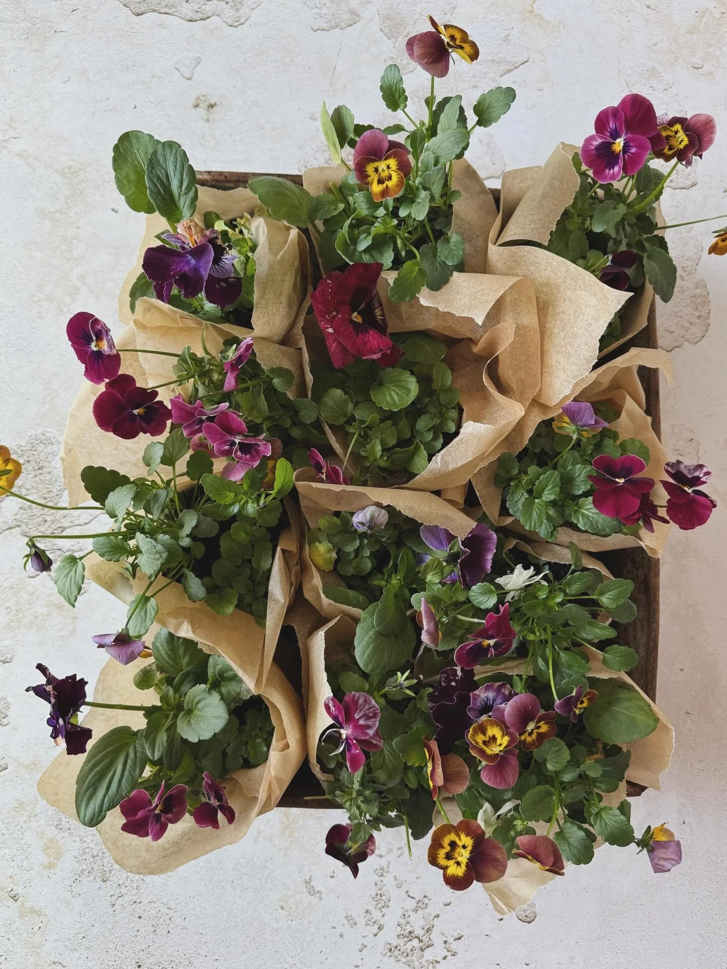 Pansies &amp; Bulbs for tomorrow&rsquo;s @the_homegrown_market_  Bolney || Hyacinth bulbs &lsquo;gypsy queen&rsquo; (peach) &amp; &lsquo;Delft Blue&rsquo; (china blue) || pansy violas &lsquo;raspberry ripple&rsquo; &lsquo;frizzles&rsquo; &lsquo;natur