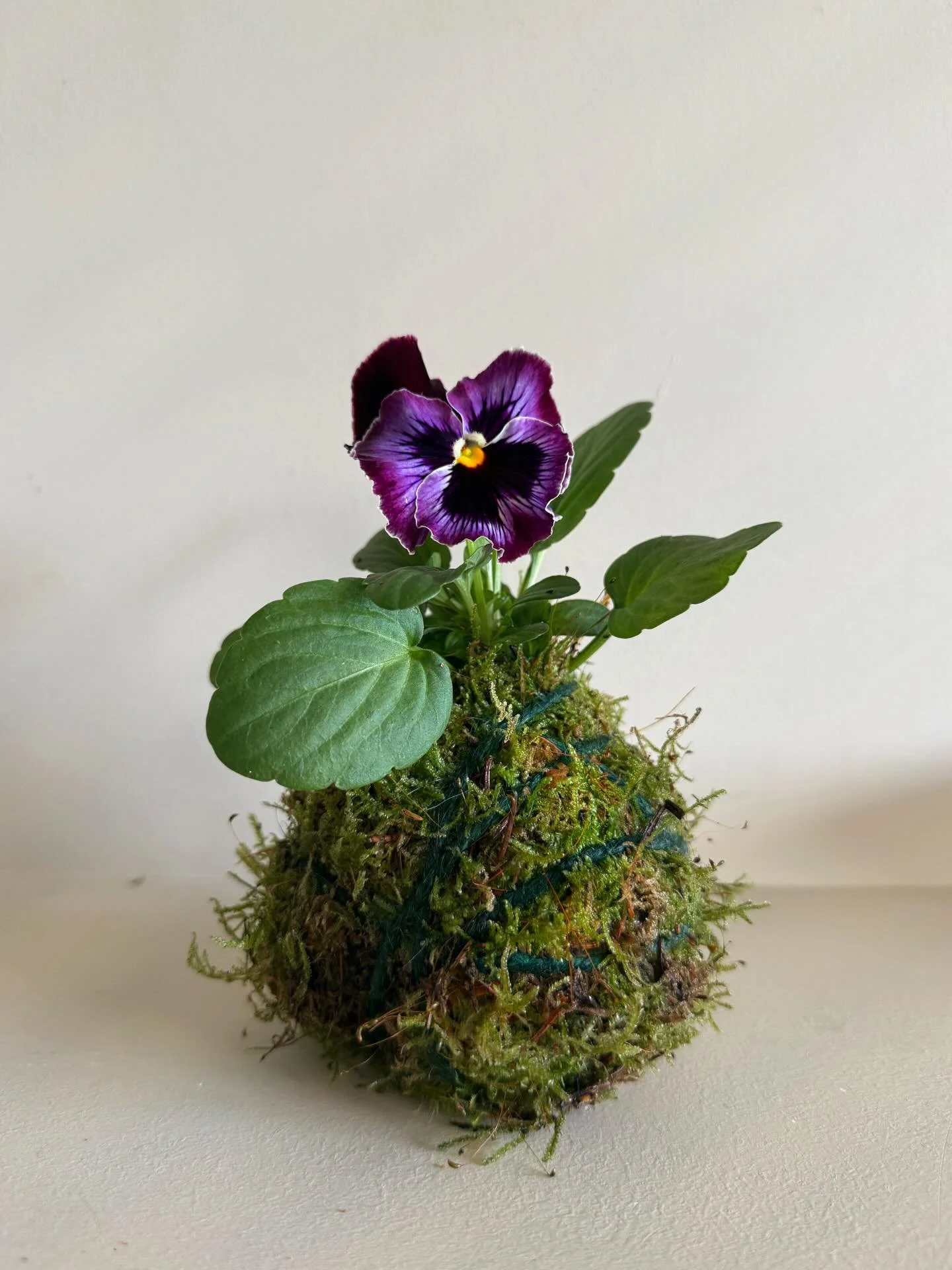 K  O  K  O  D  A  M  A  K I T S  at the market tomorrow - everything you need to make a beautiful pansy kokodama | fresh green moss-covered root-ball of hand sown specialty violas, secured with natural jute twine | small kits (2 x pansy jumbo seedlin