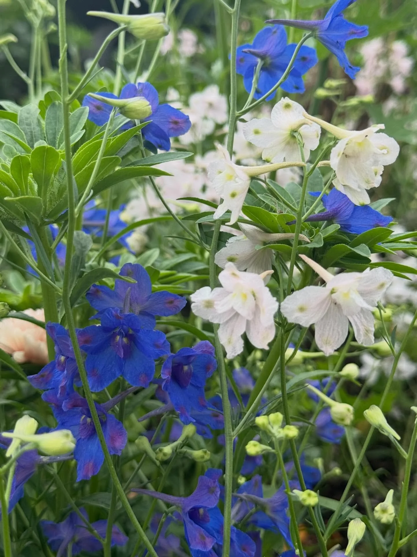 Today is Blue Monday, and My God - I don&rsquo;t know about you - but I am *feeling* it! Dark, cold, wet, bit depressed, bit fat, bit crap hair &hellip;. 😂 || here are some blue flowers for a little serotonin surge! Last two pics are of /for @betty_