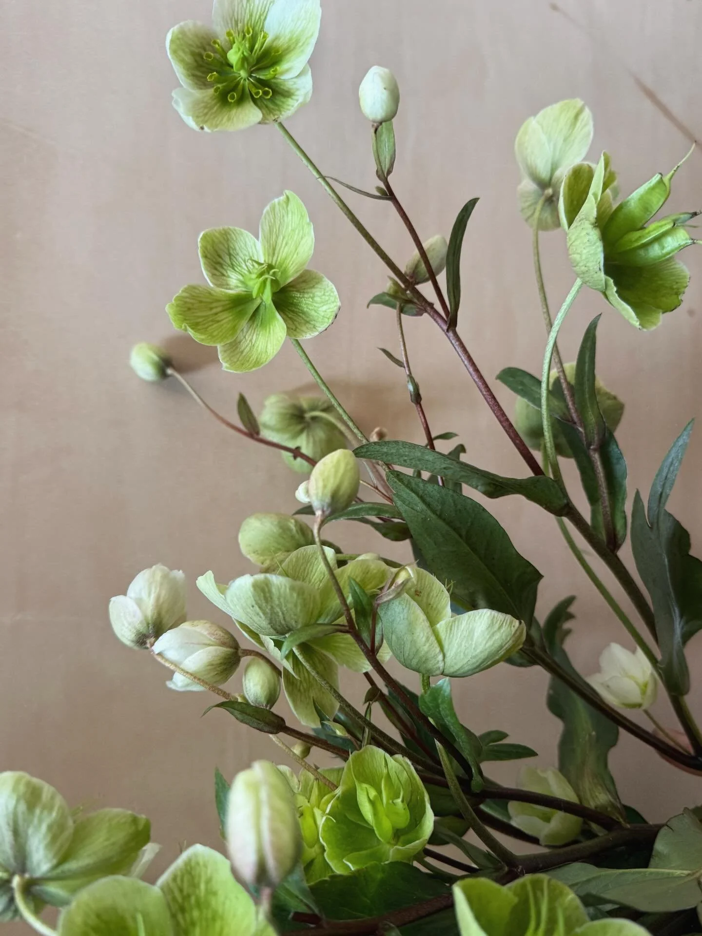 What is flowering in Early February? 

The answer is: not much! 
But the Hellebore is bringing immeasurable joy on these dark, wet days. The veining and tones on the painterly petals; the robust, rubbery stems; the glossy leaves - I couldn&rsquo;t re