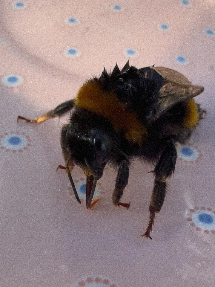 Don&rsquo;t forget to look after the Bees! This little one woke up a little too early from his winter slumber. I found him drowsily stumbling across a tray of viola seedlings in the greenhouse. Some sugar water revived him and he warmed up his wings 