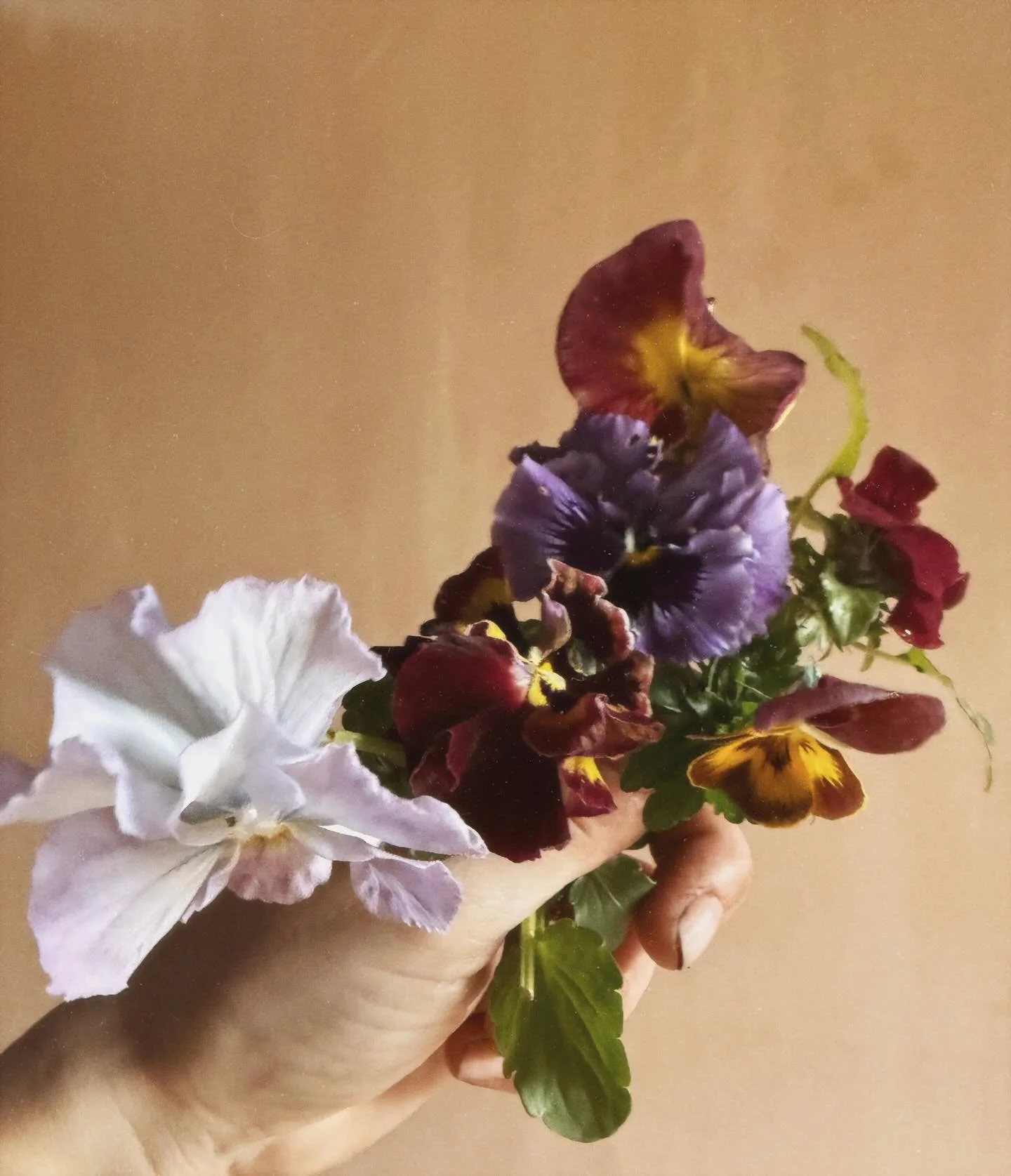 A pocketful of posies || the tiniest treasures bringing the maximum joy on these, quite frankly, disgusting February days. When will the rain stop???! 😭 || I deadhead/cut all of my pansies/violas to encourage longer stem growth. I might press a few,