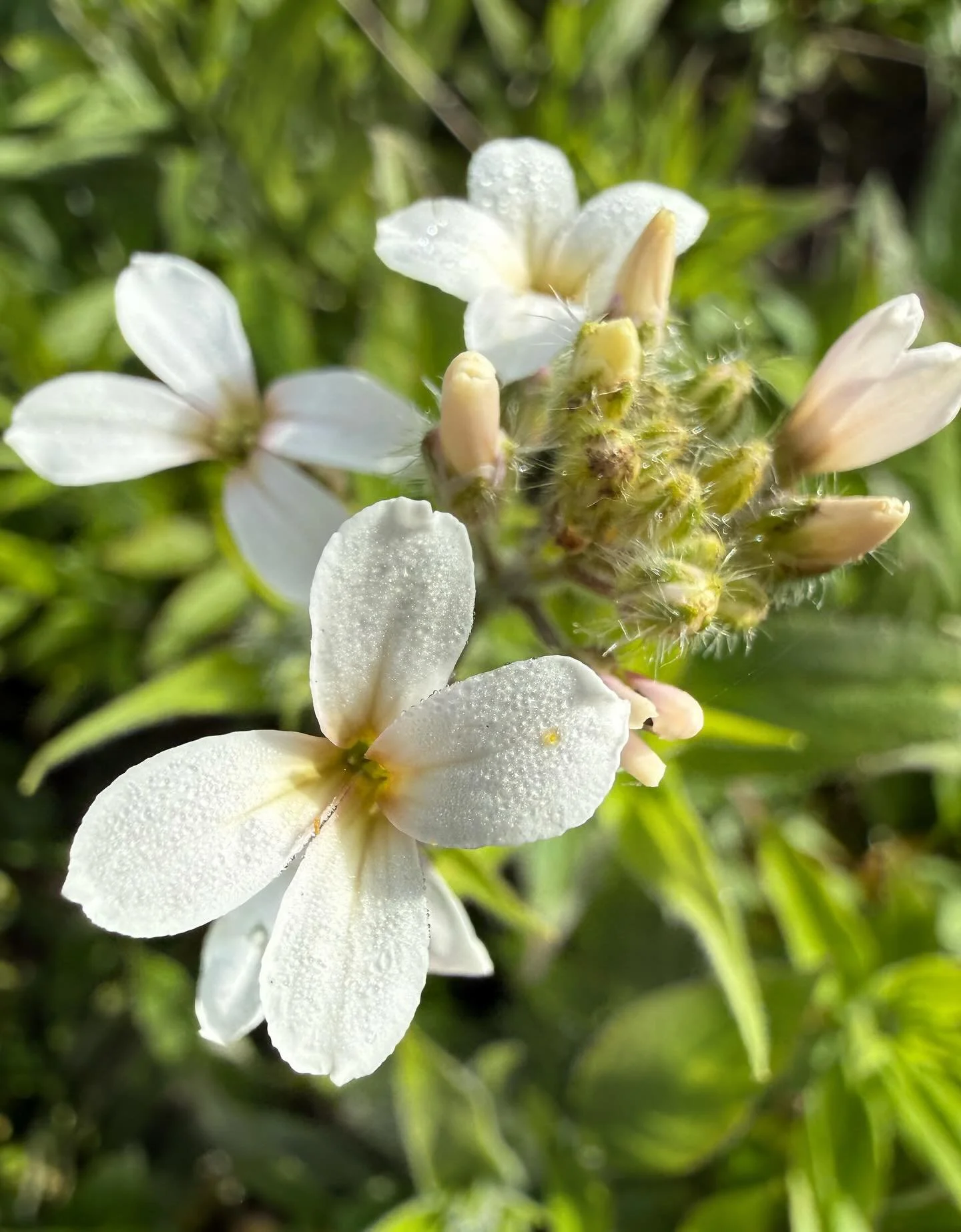 What&rsquo;s flowering in the cutting gardens this week? || Hesperis/poppies/erodium/specialist daffs/budding tulips/ranunculus/specialty pansies/budding Akebia