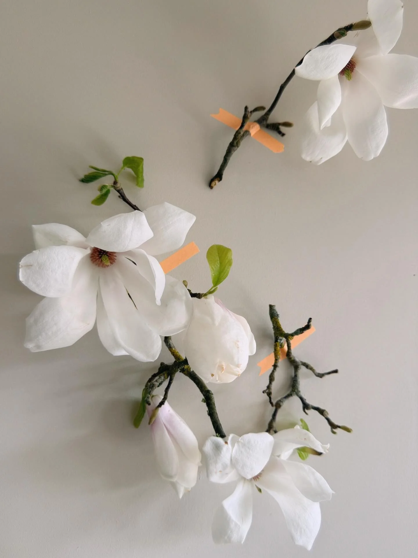 Did you know: Magnolias are one of the oldest flowering plants on the planet! Fossilized specimens date back over 20 million years ago. 

The white magnolia is a symbol of purity, nobility, and dignity. It often represents the moon&rsquo;s tranquil, 