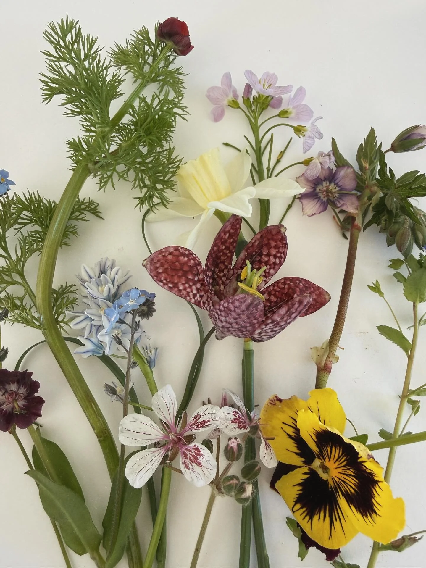 Tiny Pretty Things || Growing in the perennial cutting garden this week: 
Pheasants Eye
Geranium &lsquo;Somobor&rsquo; 
Geranium &lsquo;Kora&rsquo; 
Snakes head fritillaries
Puschkinia 
Forget me nots 
Herons Bill 
Pansy &lsquo;Brush strokes&rsquo; 
