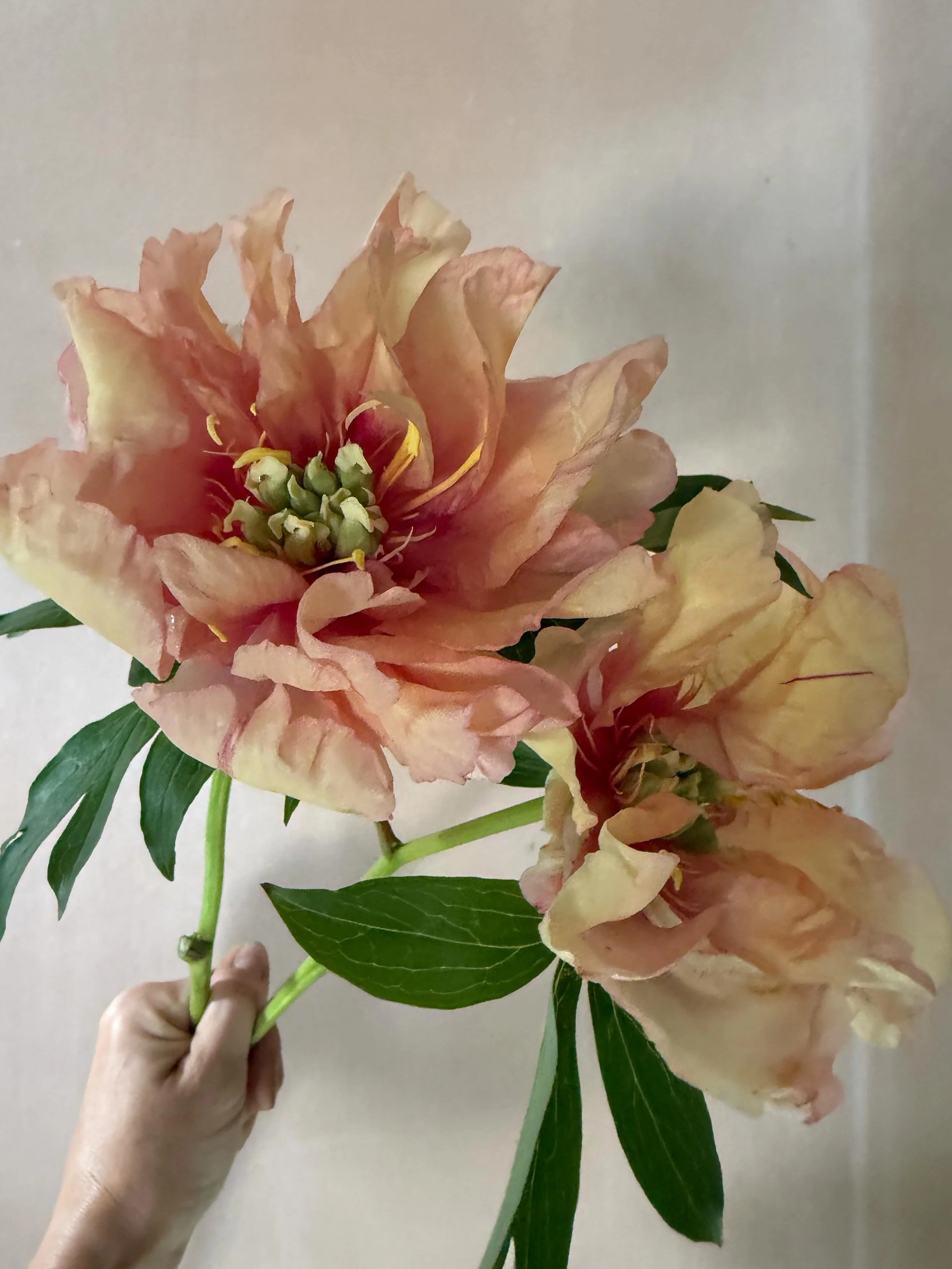 &lsquo;Canary Brilliants&rsquo; (Itoh) Peony getting her moment in the sun || peachy coral ruffles with buttermilk yellow fading &amp; a pale lime stamen 👌🏻👌🏻👌🏻 🍑