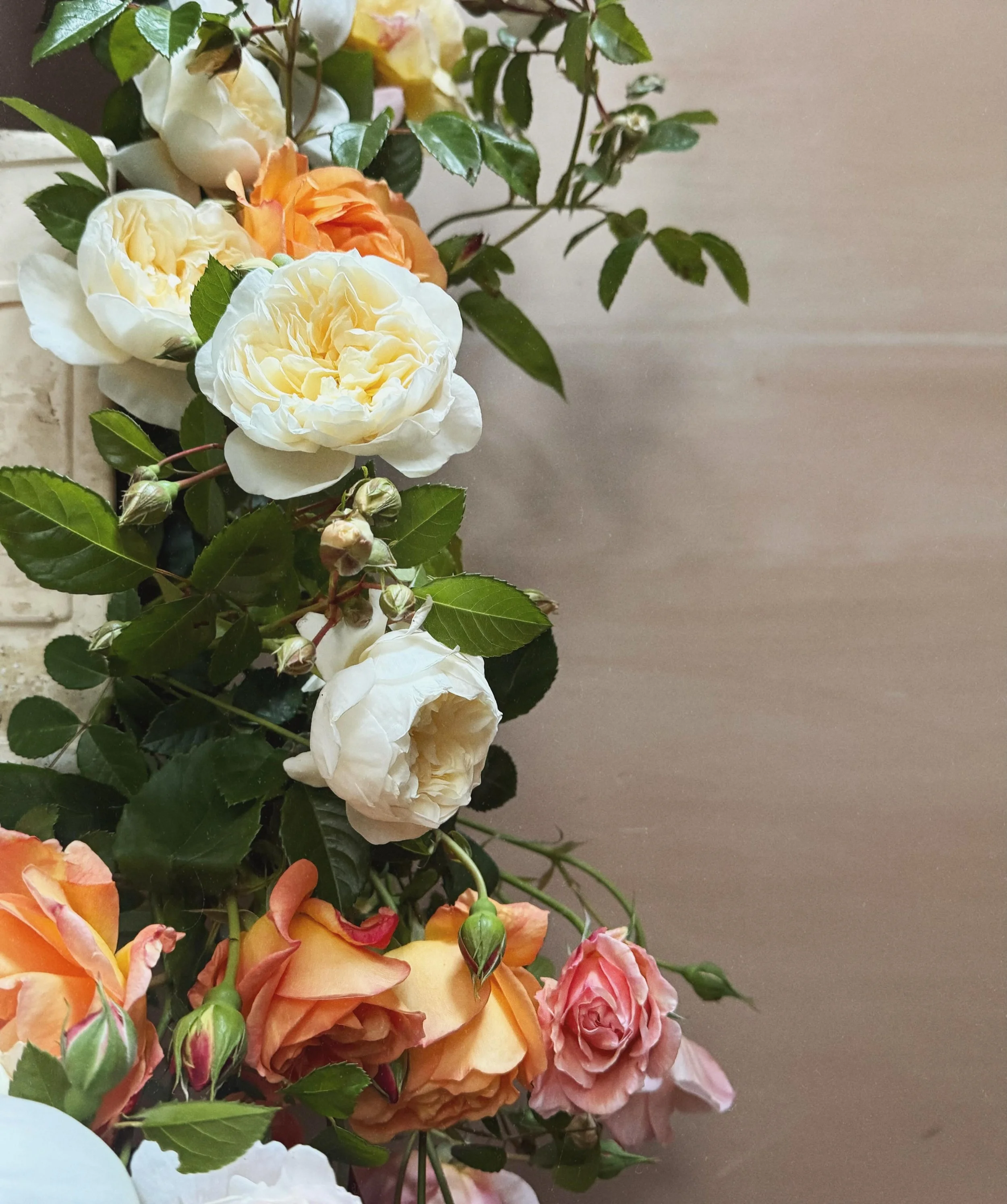 Garden Roses for wedding buckets || cream &amp; orange palette || romantic, scented David Austen &amp; Heirloom roses | English Garden Roses | Danahue | Bring Me Sunshine | Claire Austen | Desdemona 🍊