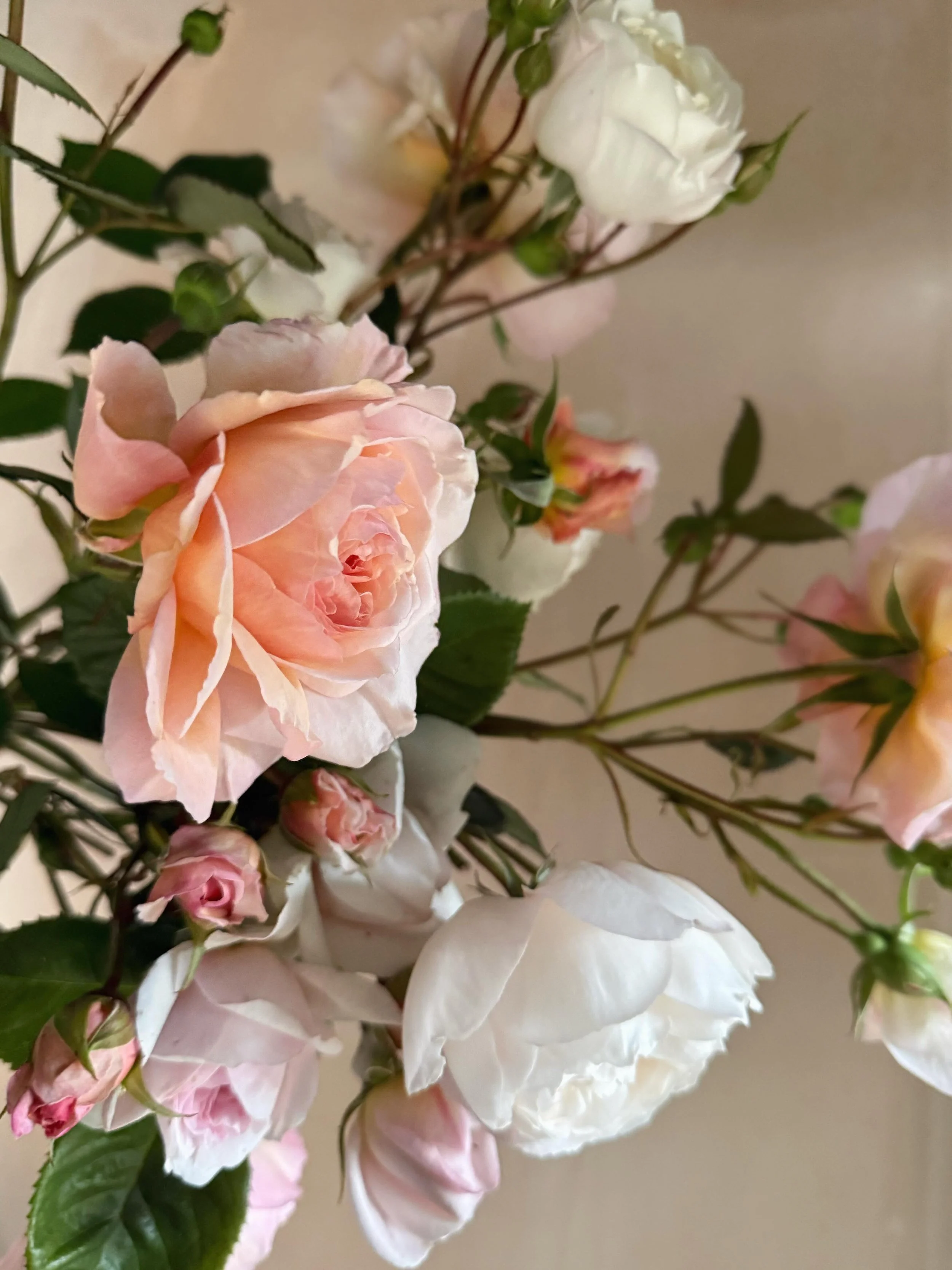 All the pink roses flying out of the cutting gardens this week! There is NOTHING better for a bridal bouquet than scented English garden roses 🤤