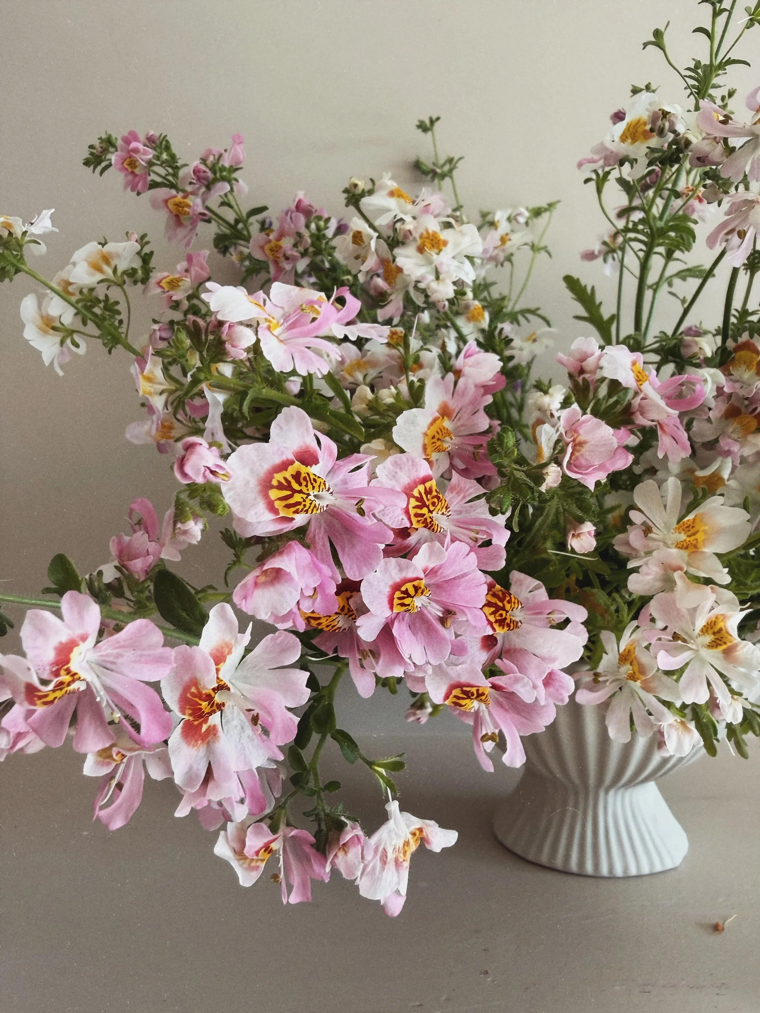 Love Letter to: Poor Man&rsquo;s Orchid {Schizanthus pinnatus} also called &lsquo;butterfly flower&rsquo; 

Seeds: A mix of &lsquo;Dr Badgers&rsquo; &amp; &lsquo;Angel Wings&rsquo; but with seedling selection to phase out the purples (not a fan); har