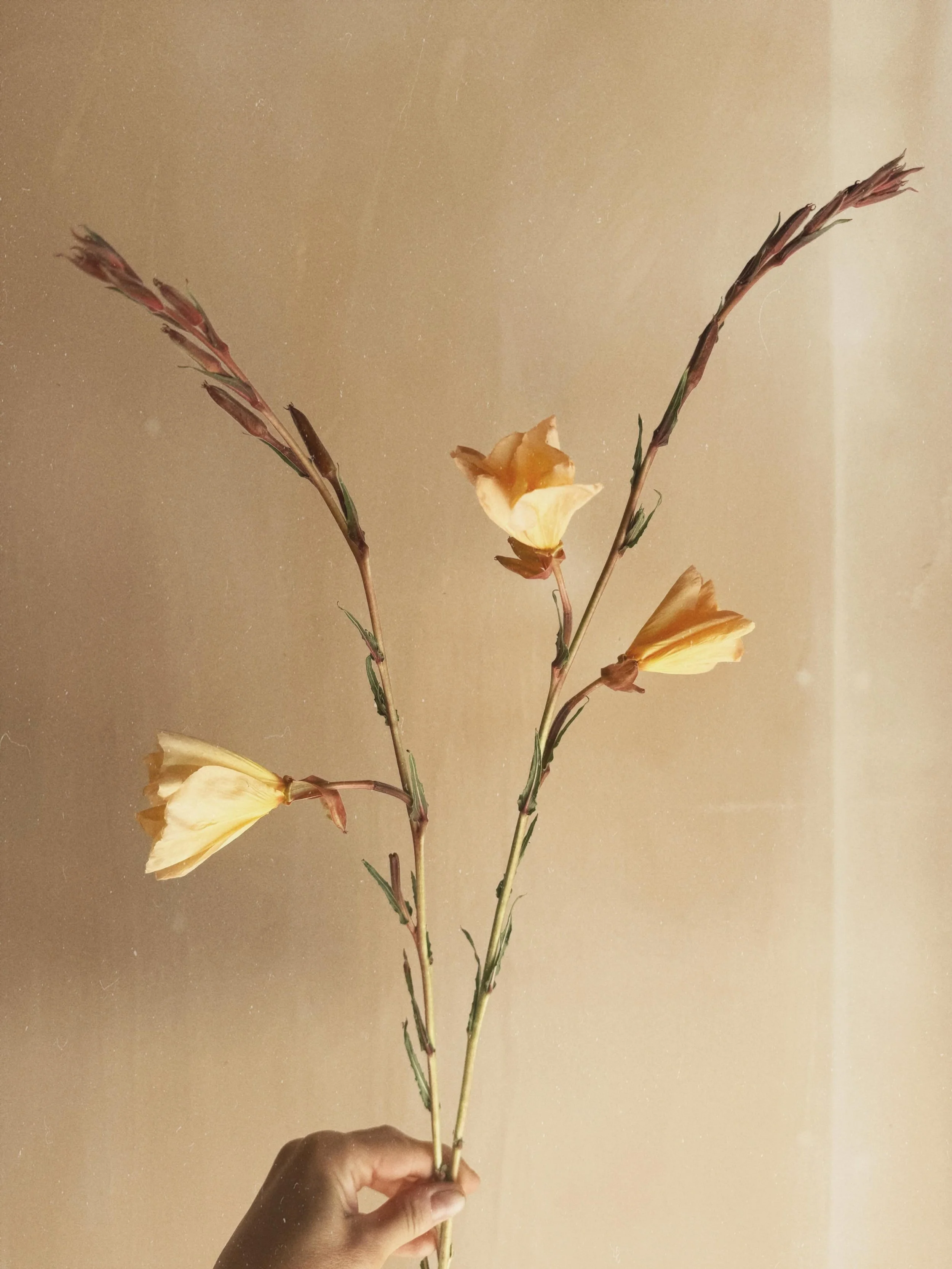 Oenothera &lsquo;Apricot Delight&rsquo; (Evening Primrose) at sunset || warm, peachy shades that fade to pale lemon || a perennial with long, slender, wine-red and green stems, petals similar to a California poppy ||