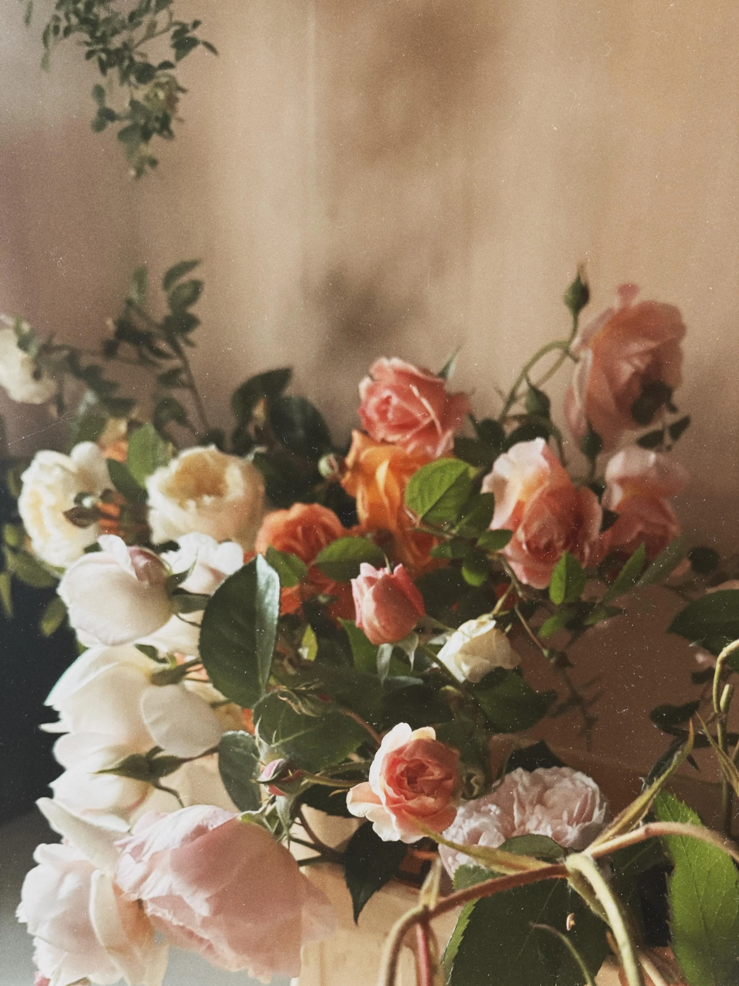 R o s e s | |  For a special client brief: &lsquo;movement, tumbling romance, and The Glow&rsquo; || English Garden Roses || Scented David Austin Cut Roses