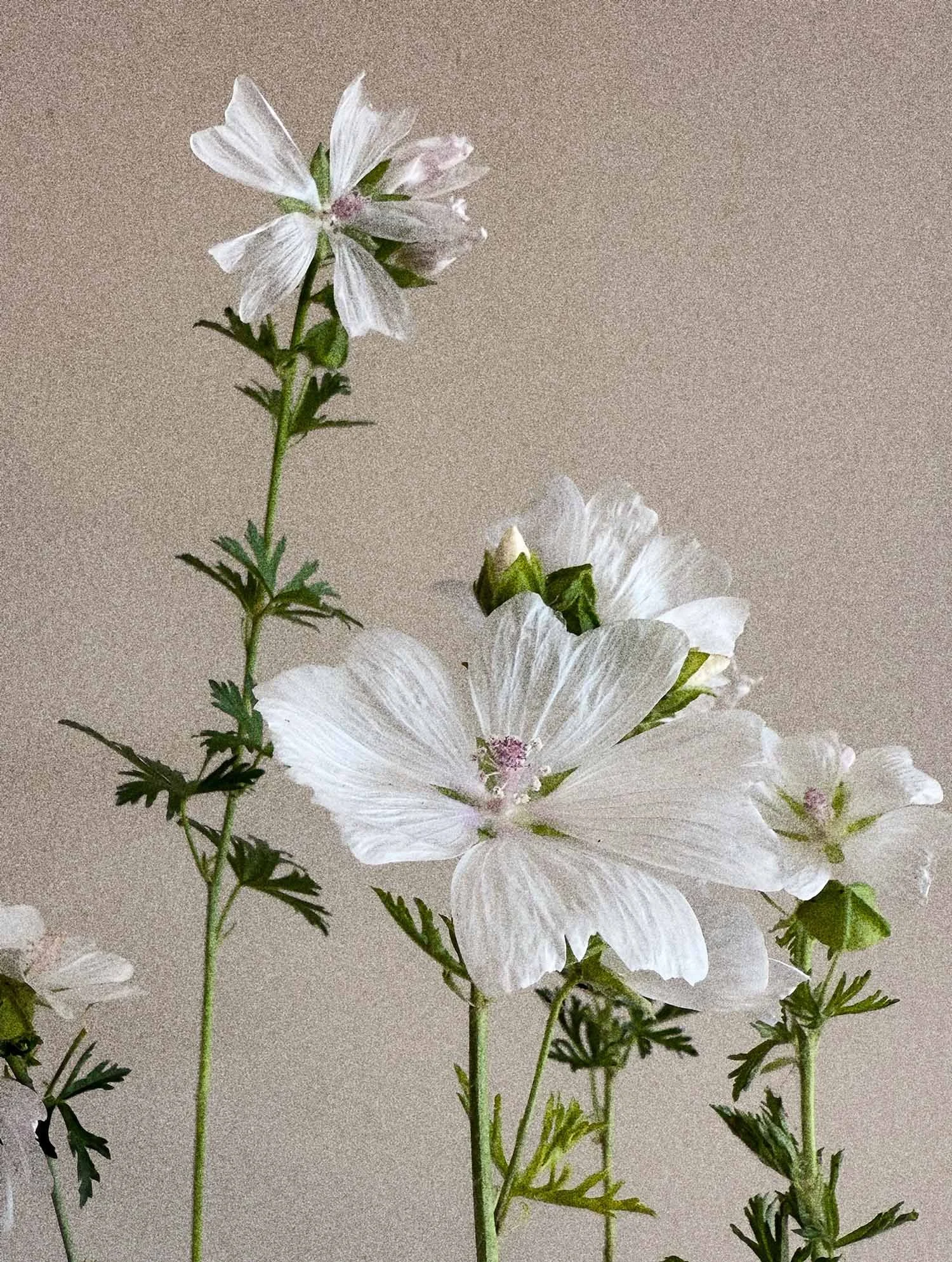 4-august-the-prairie-edit-calendar.jpg