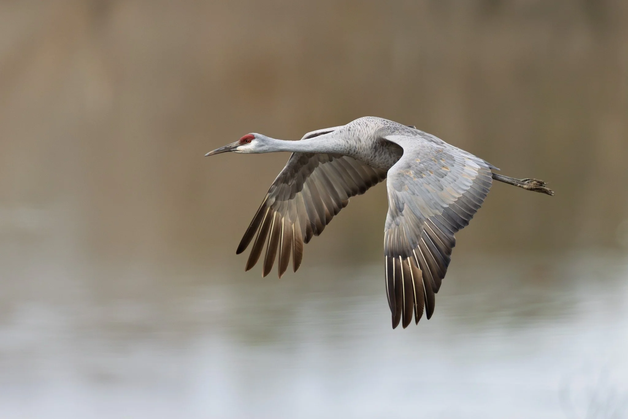 Sandhill Cranes Expedition with Hill Henry