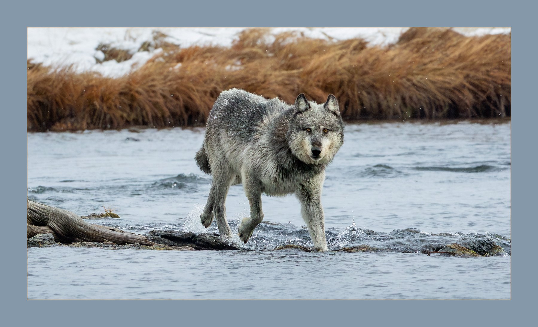 Henry, Travis Hill-The River Crossing