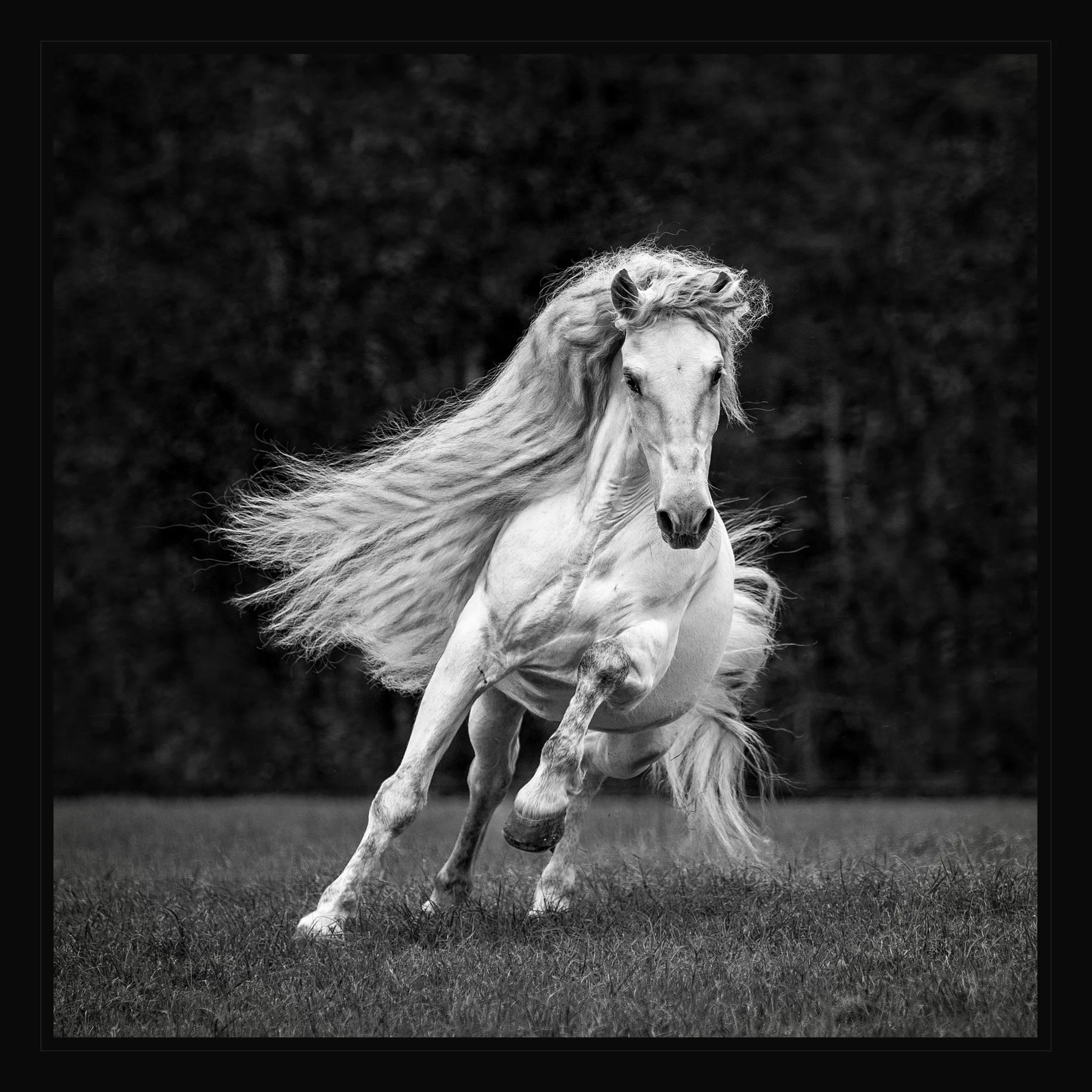 Bird, Betsy-Born to Run, PPETN