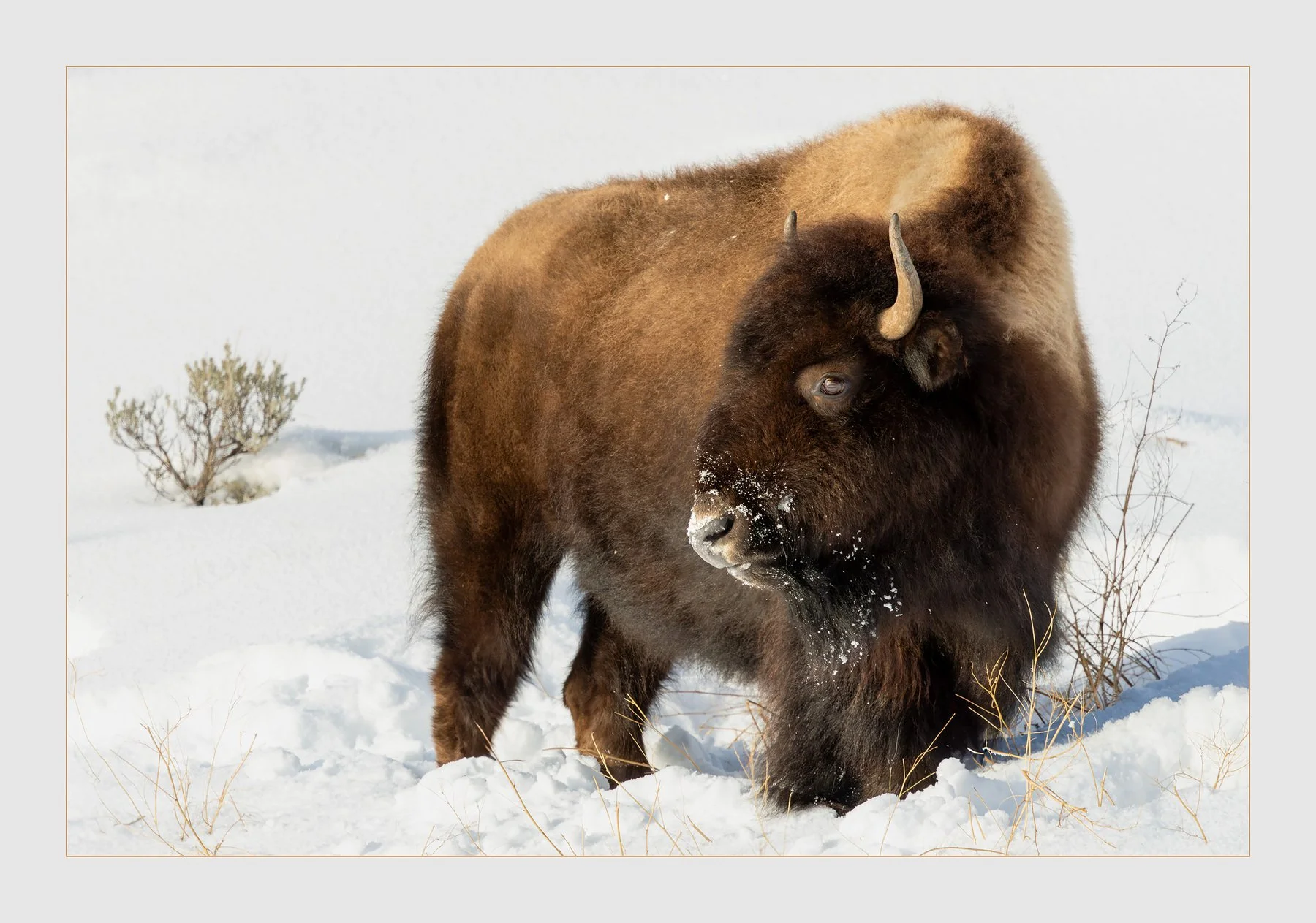 A bison standing in snow-covered landscape with a small bush in the background.